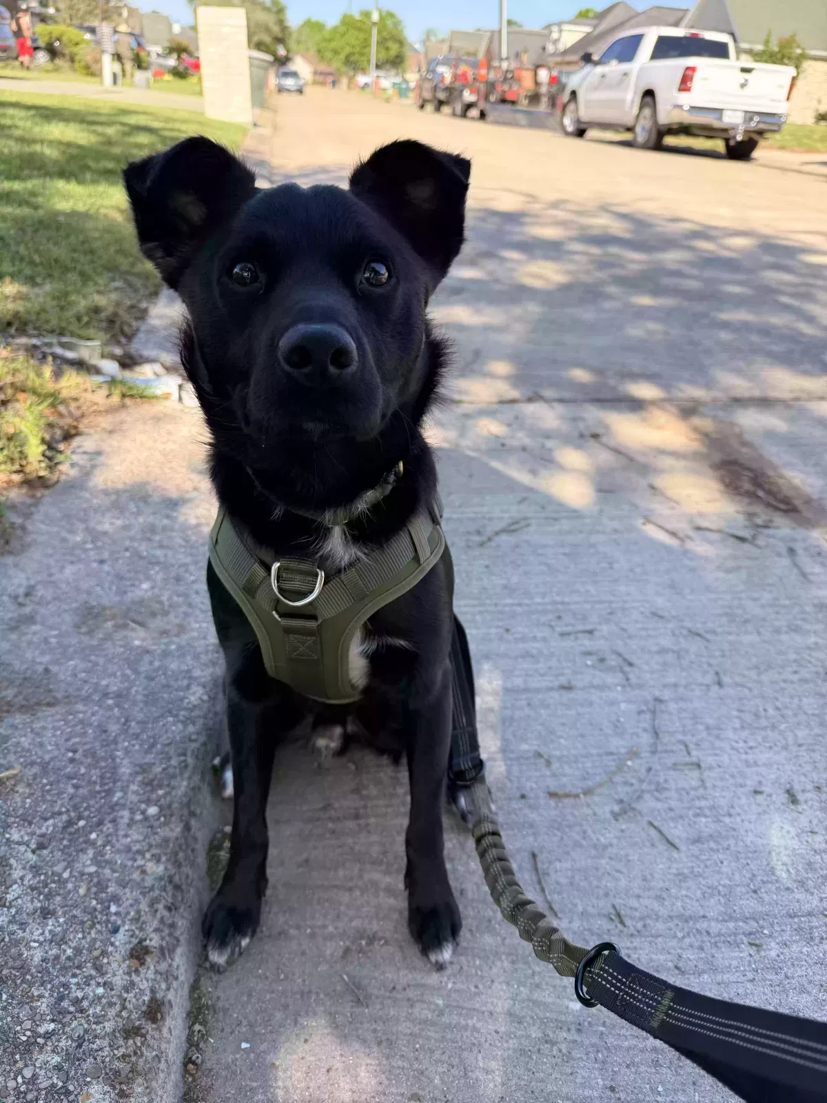 Turk, Mixed Breed Dog for adoption in Beaumont, TX, 77713