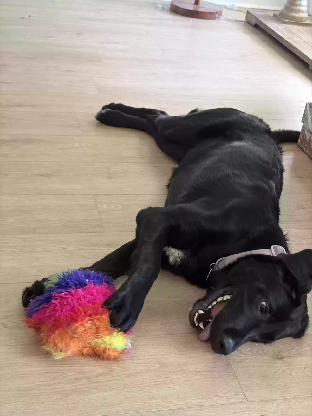 Dog, Lab mix Dog for adoption in North Augusta, SC, 29860