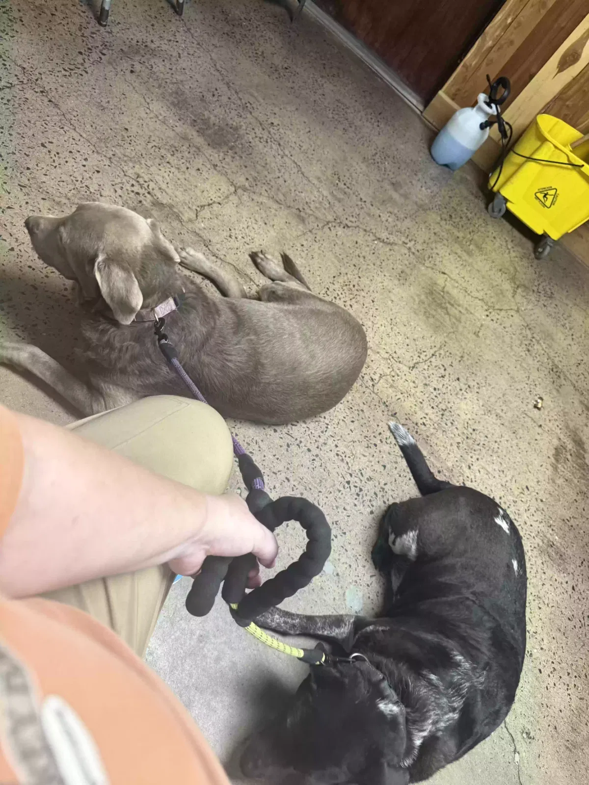Dog, Silver lab Dog for adoption in Conway, AR, 72032