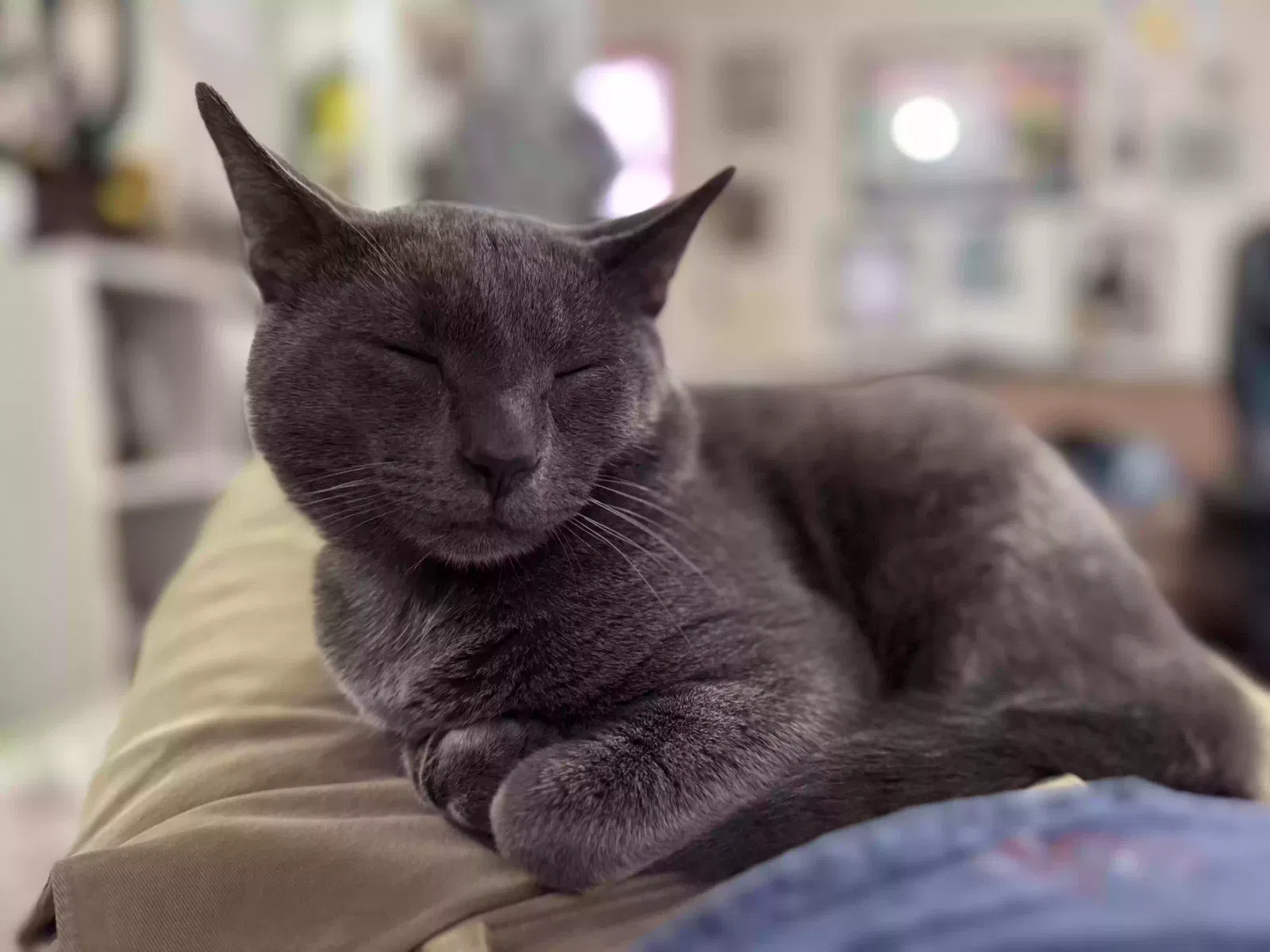 Ozzy, American Short hair Cat for adoption in Aberdeen, NC, 28315