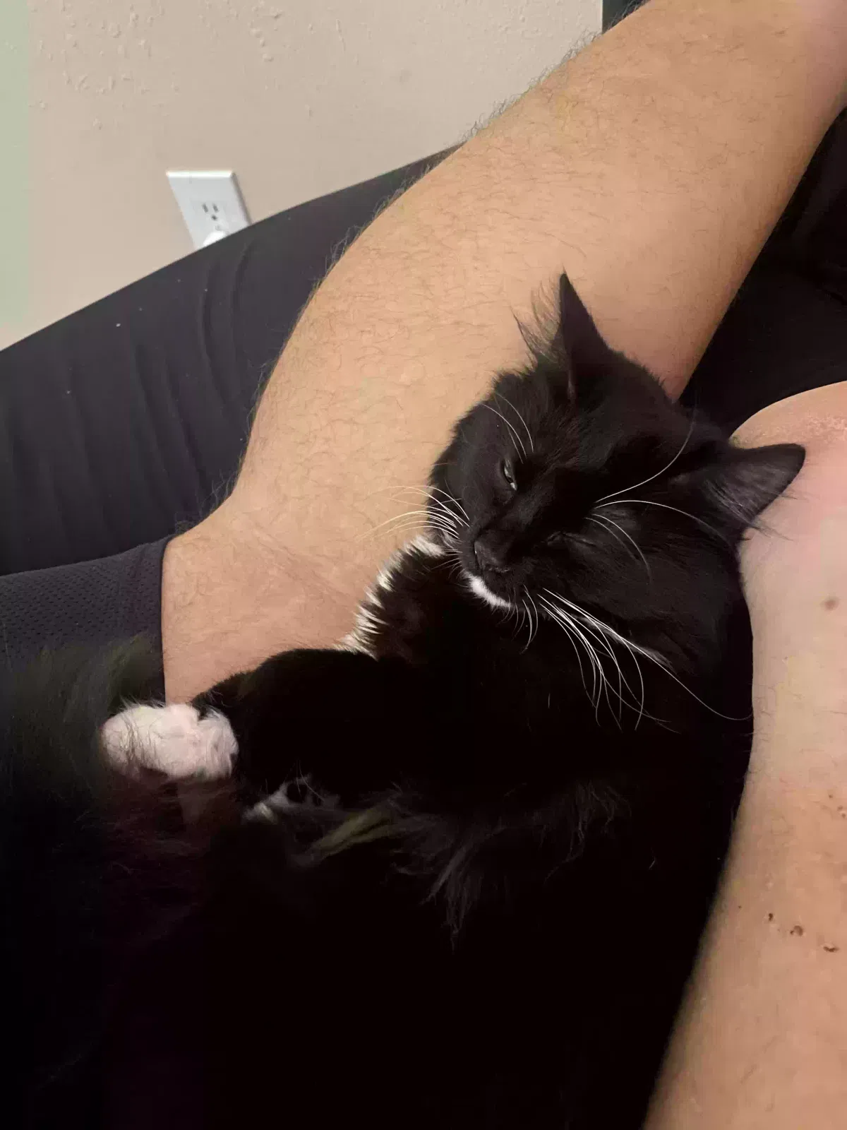 Cat, Unknown Cat for adoption in Birmingham, AL, 35242