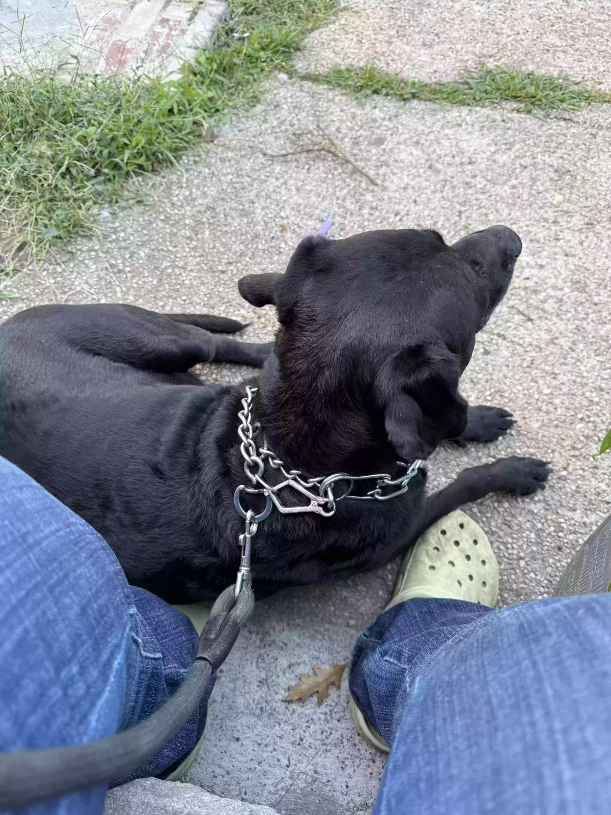 Apollo, Unknown Dog for adoption in Jamaica, NY, 11434