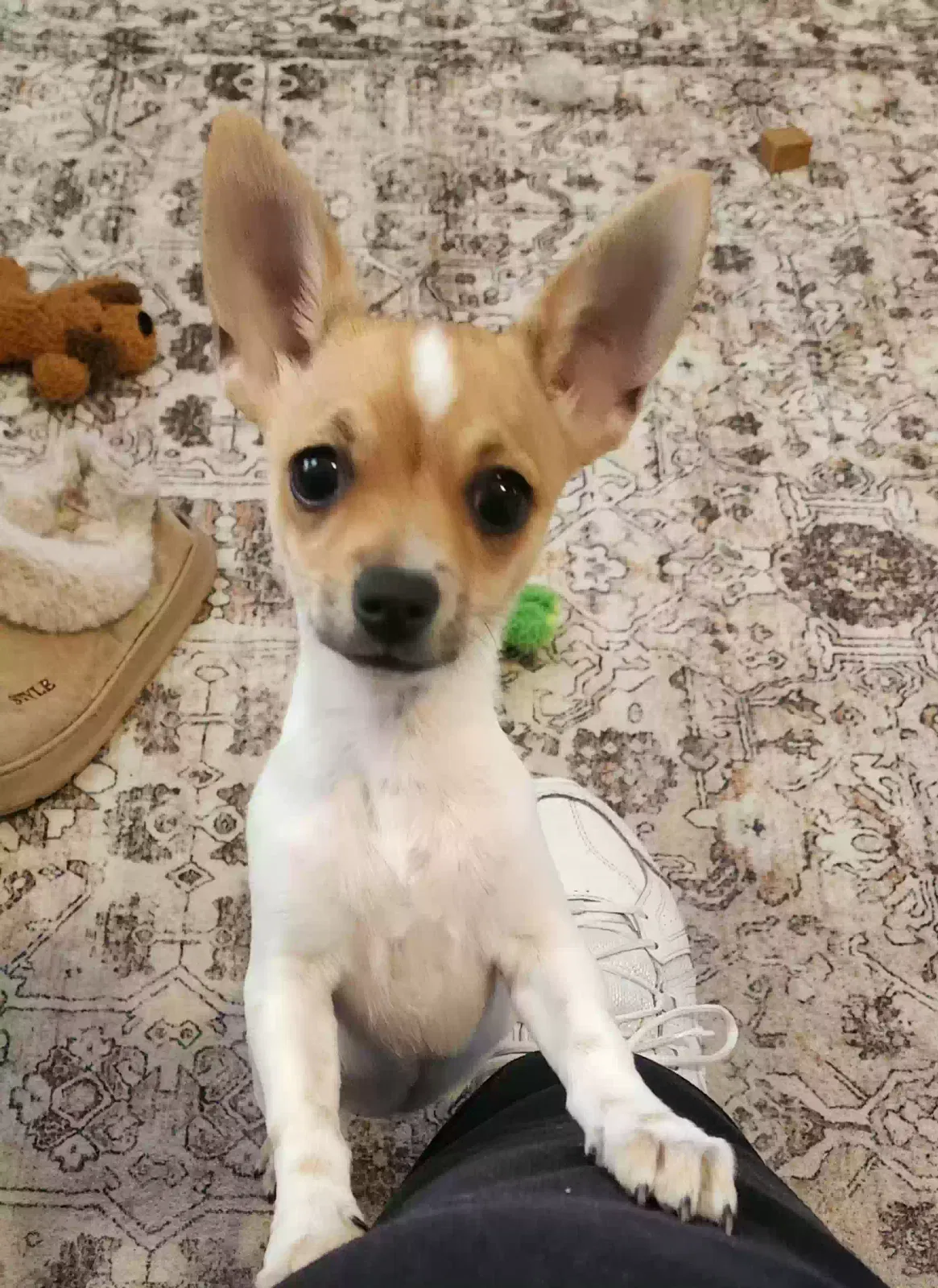 Dog, Jack Russell mix Dog for adoption in Prescott Valley, AZ, 86314