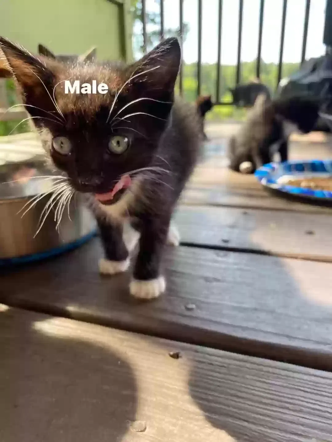 Waffles, Tabby mixed Cat for adoption in Dunlap, TN, 37327