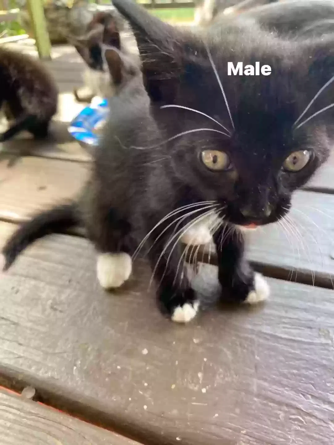 Lucifer, Unknown Cat for adoption in Dunlap, TN, 37327