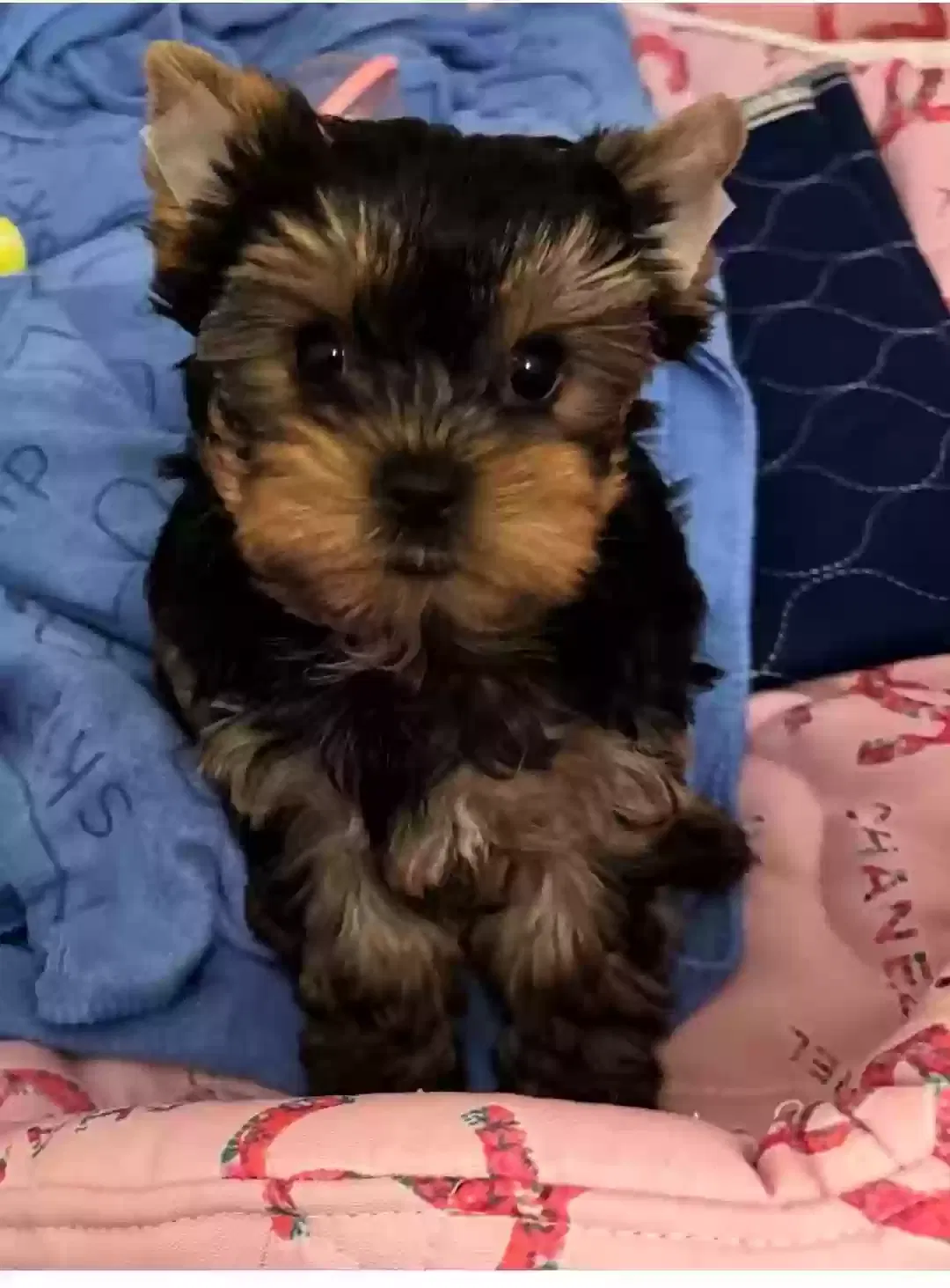 Micah, Yorkie Dog for adoption in Los Angeles, CA, 90011