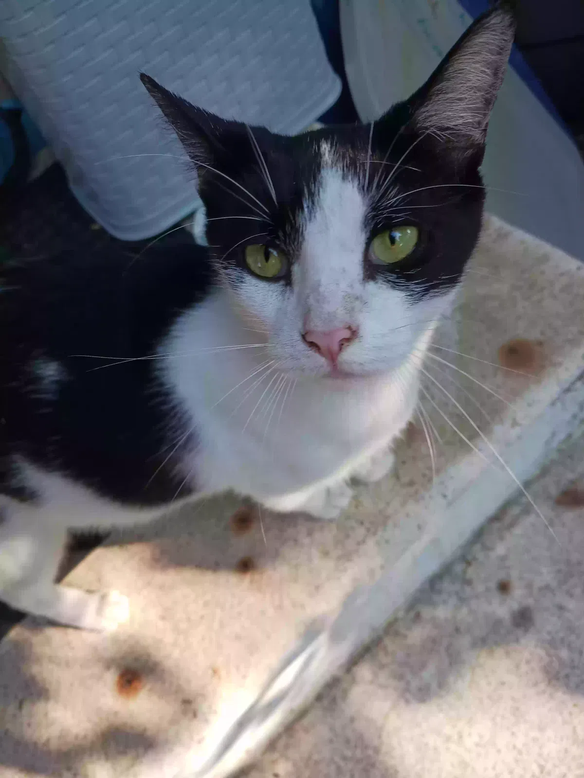 Cat, Unknown Cat for adoption in Hobart, IN, 46342