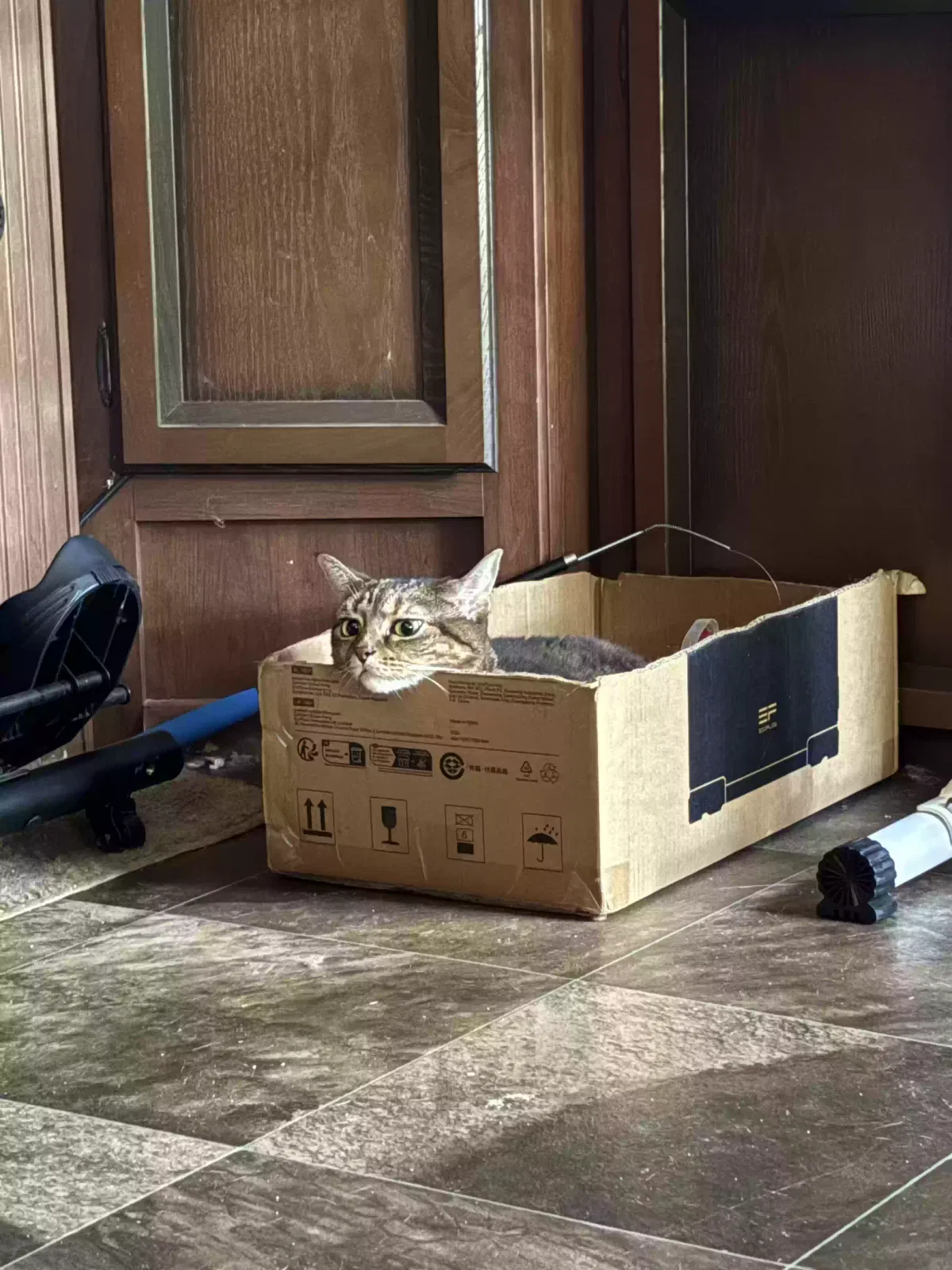 Silly, Tabby Cat for adoption in Talladega, AL, 35160