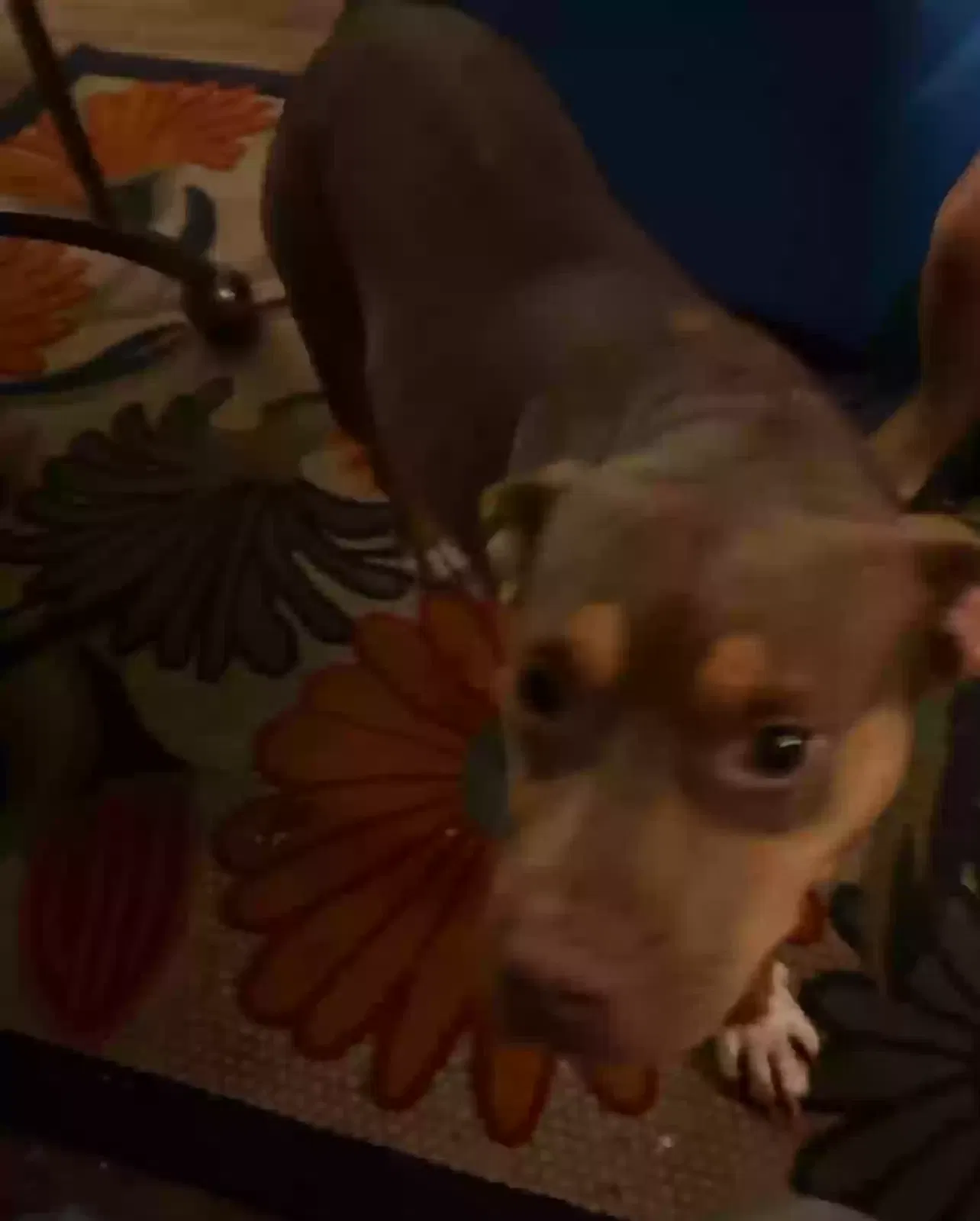 Bambi, Unknown Dog for adoption in Tappahannock, VA, 22560