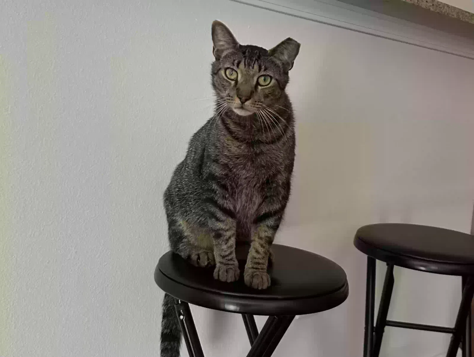 Tigre, Mestizo male Cat for adoption in Irmo, SC, 29063