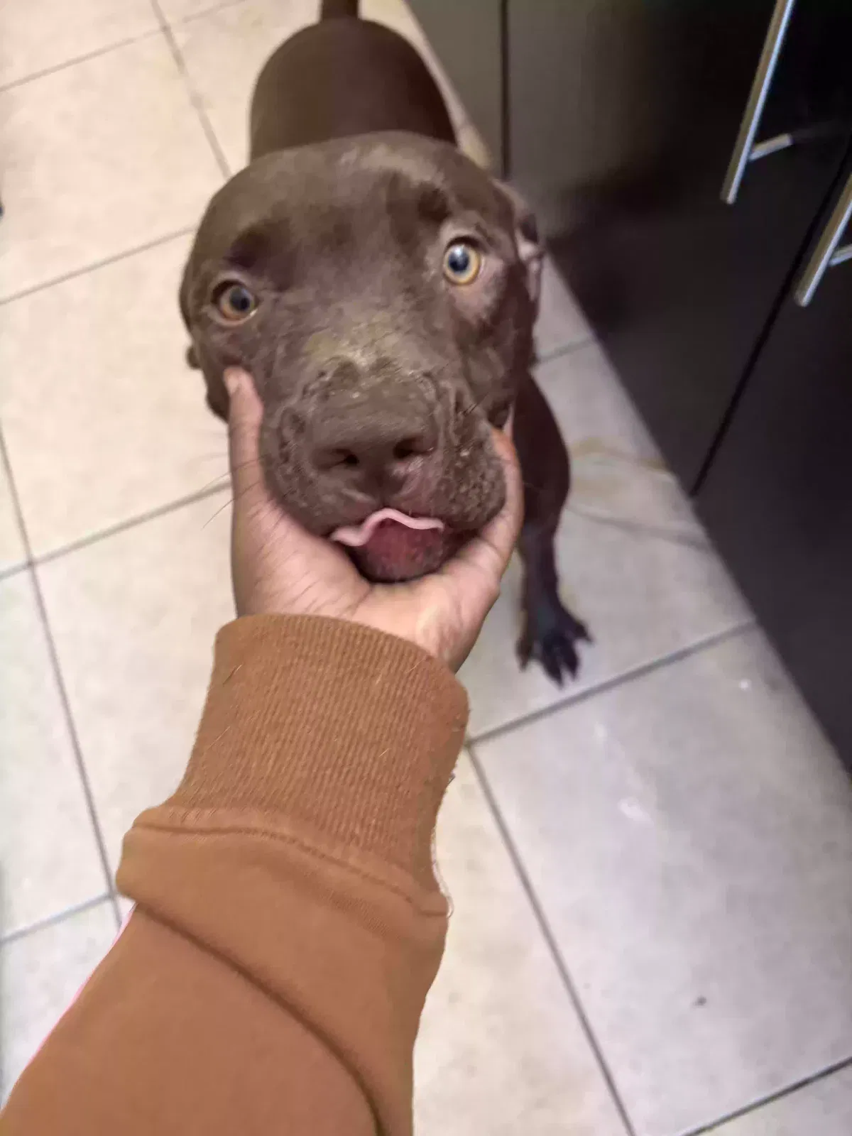Bonnie, Catahoula Dog for adoption in Atlanta, GA, 30318