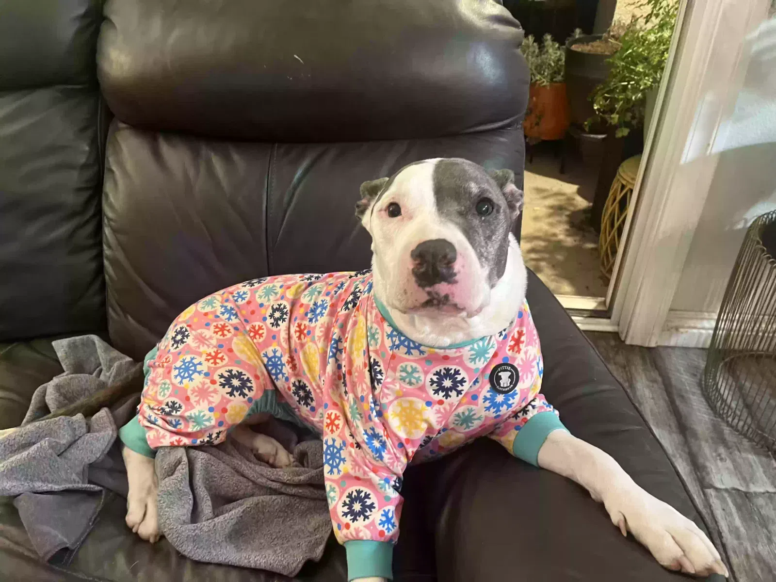 Dog, Pit bull terrier Dog for adoption in Orange, CA, 92869