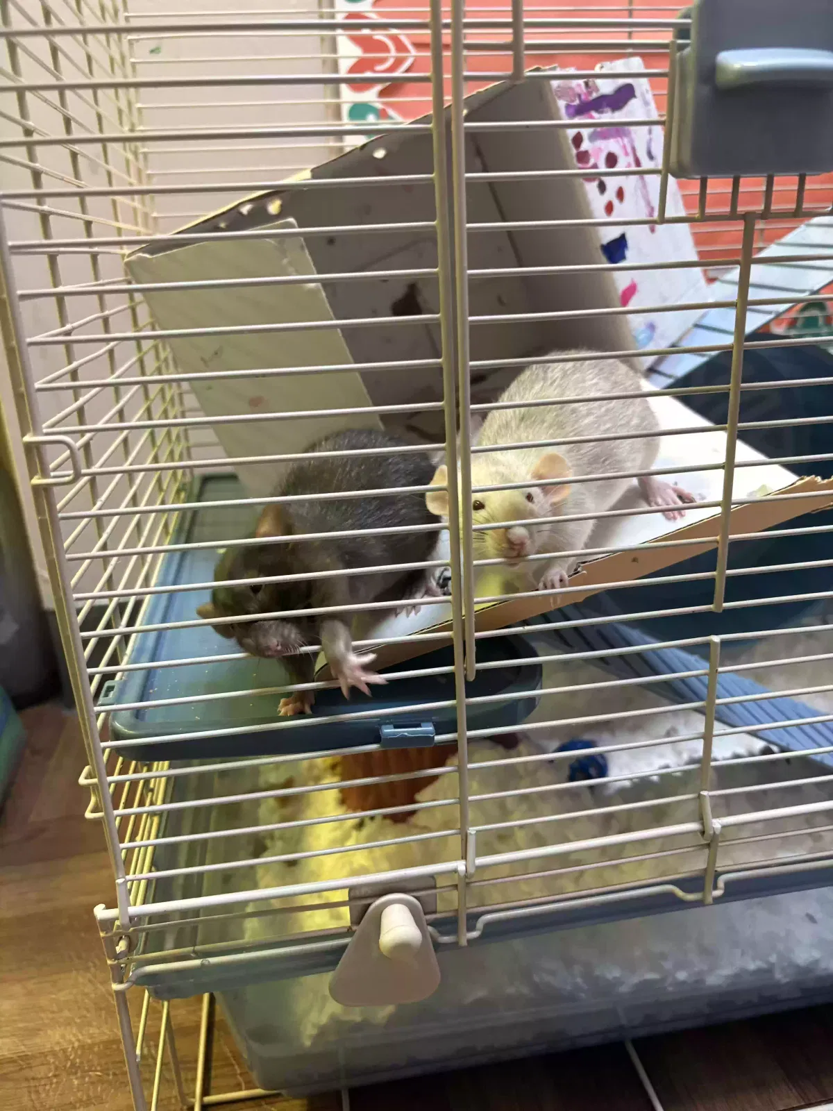 Brownie, Rat Pet for adoption in Erlanger, KY, 41018