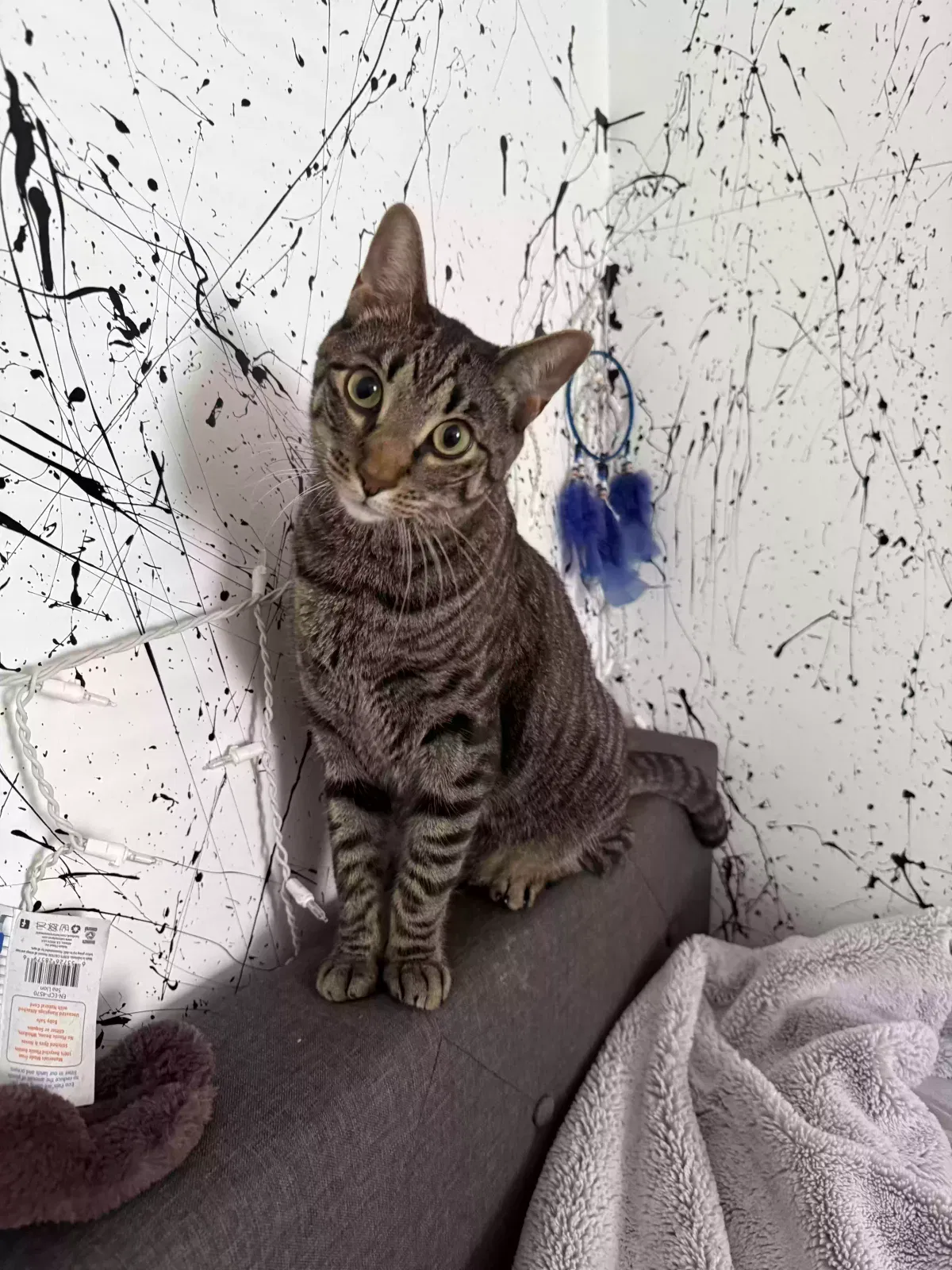 Toby, American short hair Cat for adoption in Forest Hills, NY, 11375