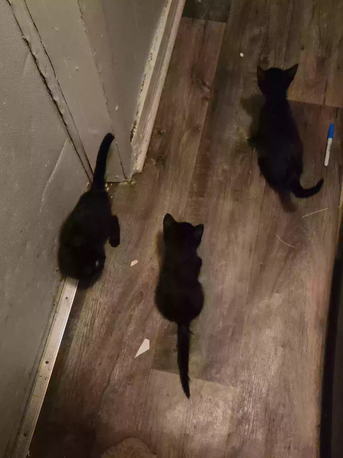 N/A, Unknown Cat for adoption in Acworth, GA, 30101