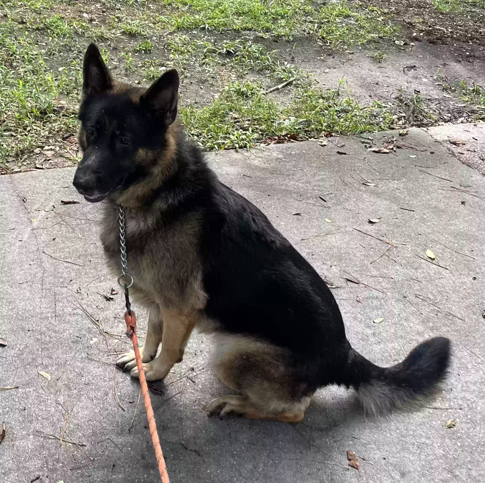 Rex, Germán Sheppard Dog for adoption in Charleston, SC, 29406