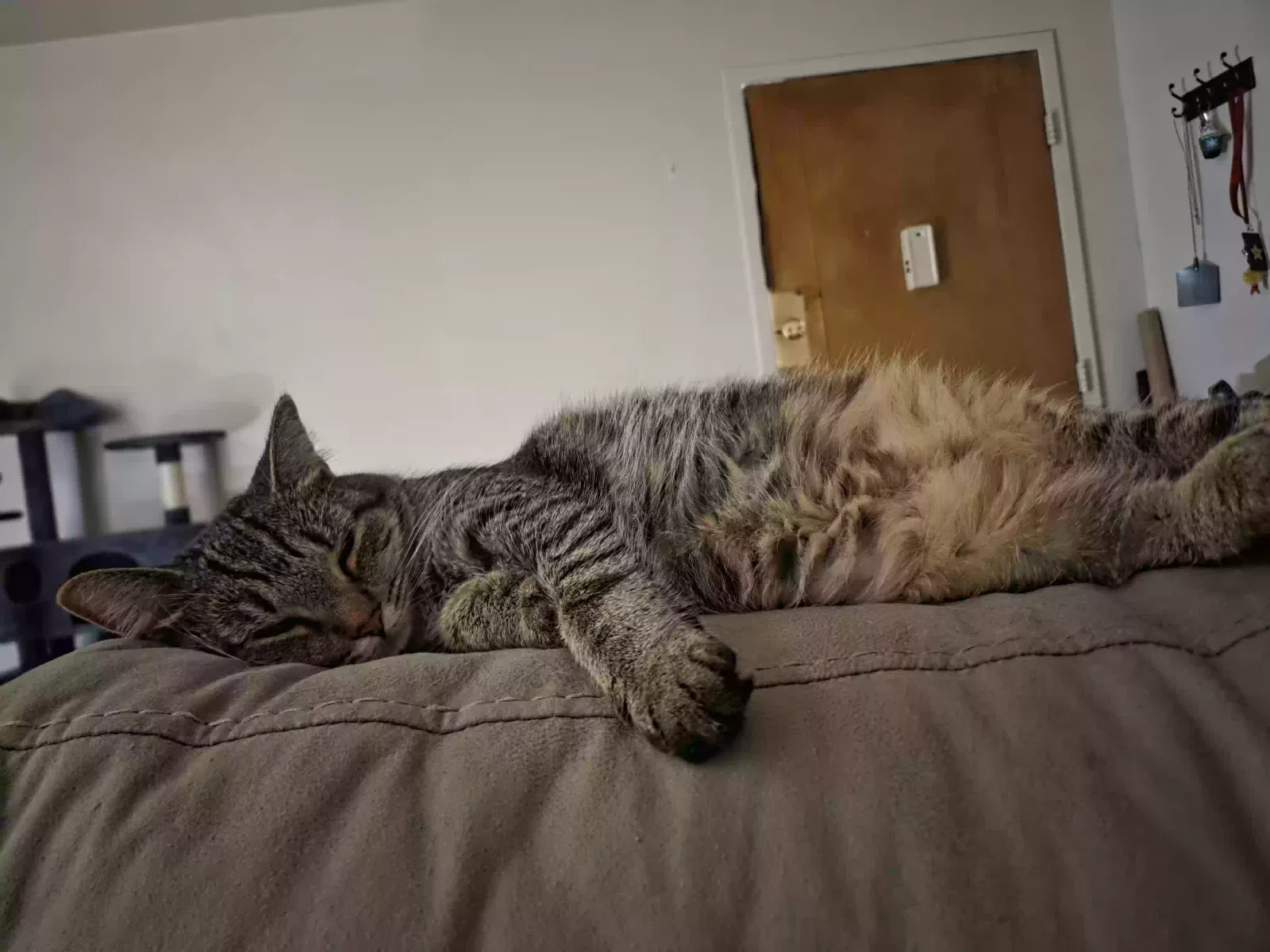 Cat, Tabby Cat for adoption in Cincinnati, OH, 45238