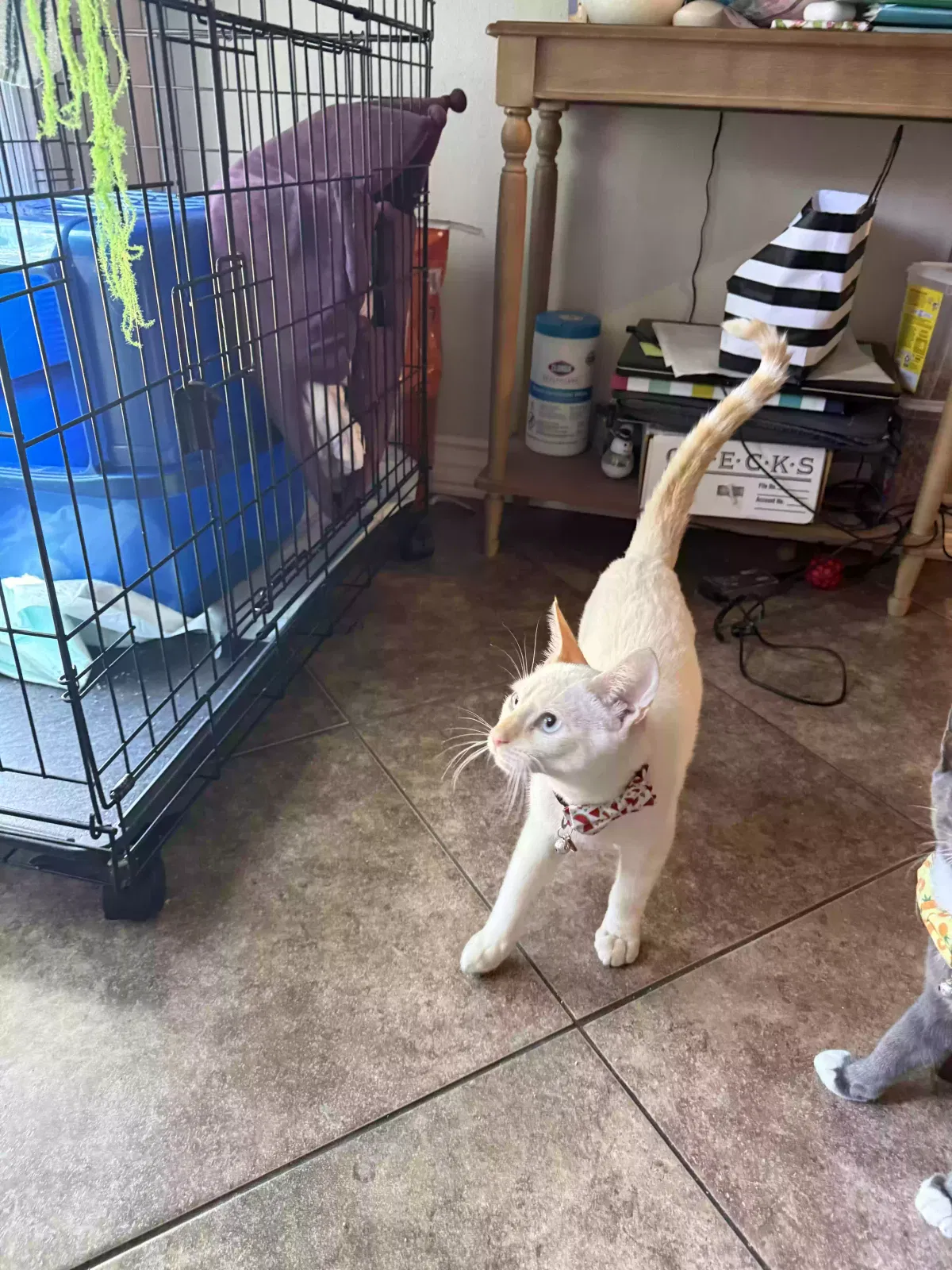 Ghost, Unknown Cat for adoption in Covina, CA, 91724