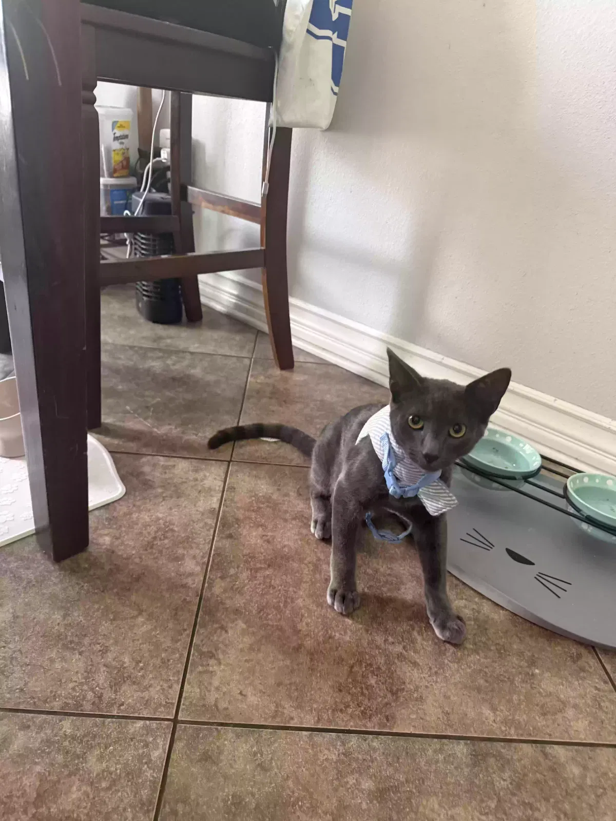 Ash, Unknown Cat for adoption in Covina, CA, 91724