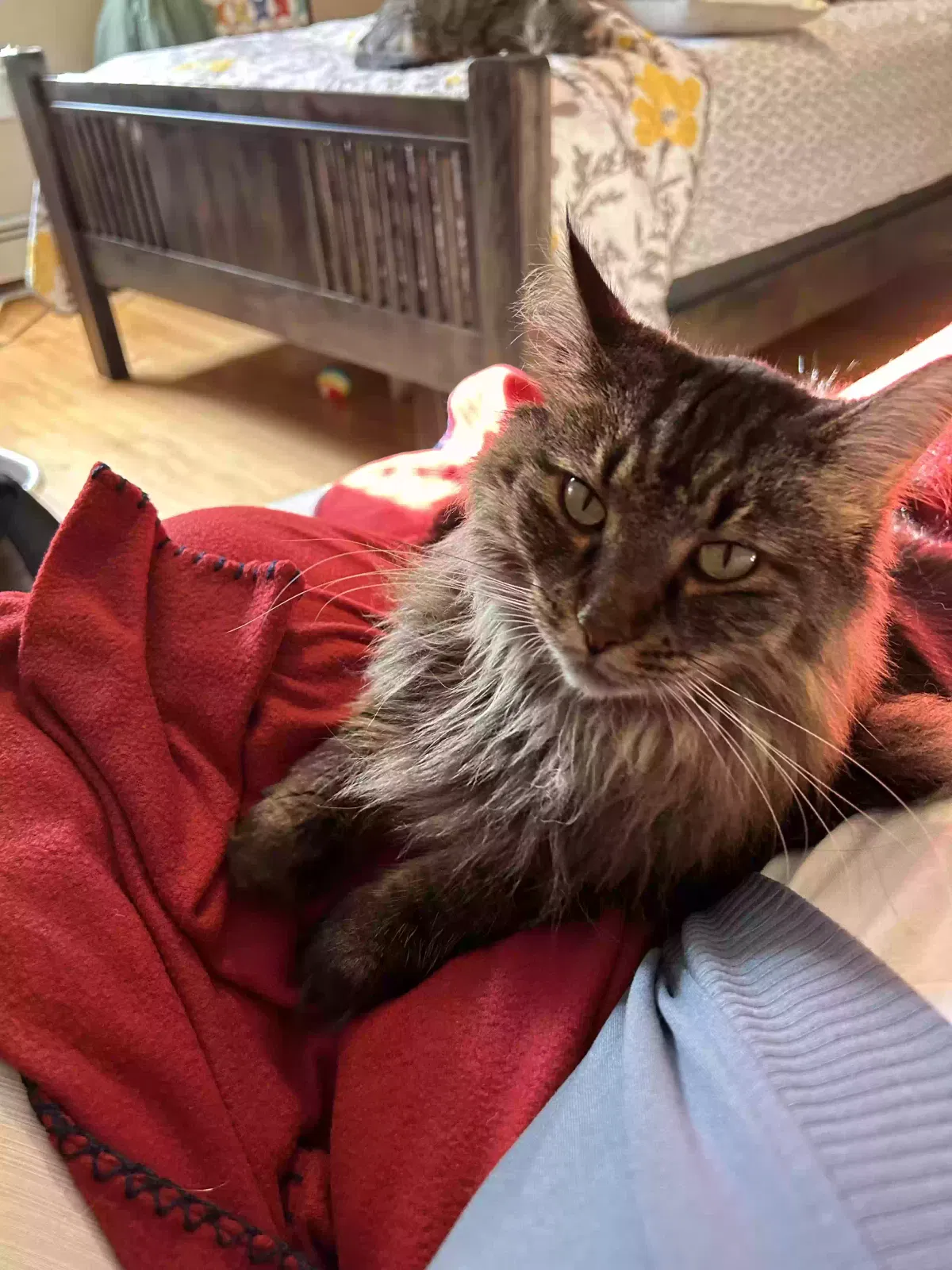 Rosario “Rosie”, Unknown Cat for adoption in Eau Claire, WI, 54703