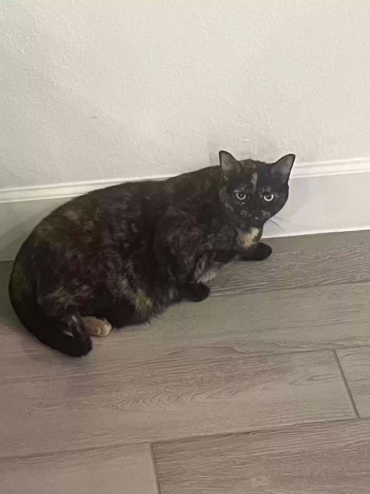 Cat, Unknown Cat for adoption in Apollo Beach, FL, 33572