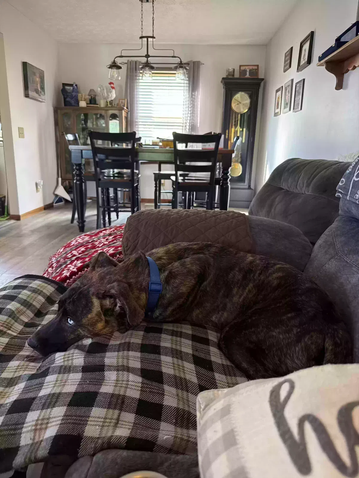 Dog, Husky/Pit mix. Brindle color Dog for adoption in Shadyside, OH, 43947