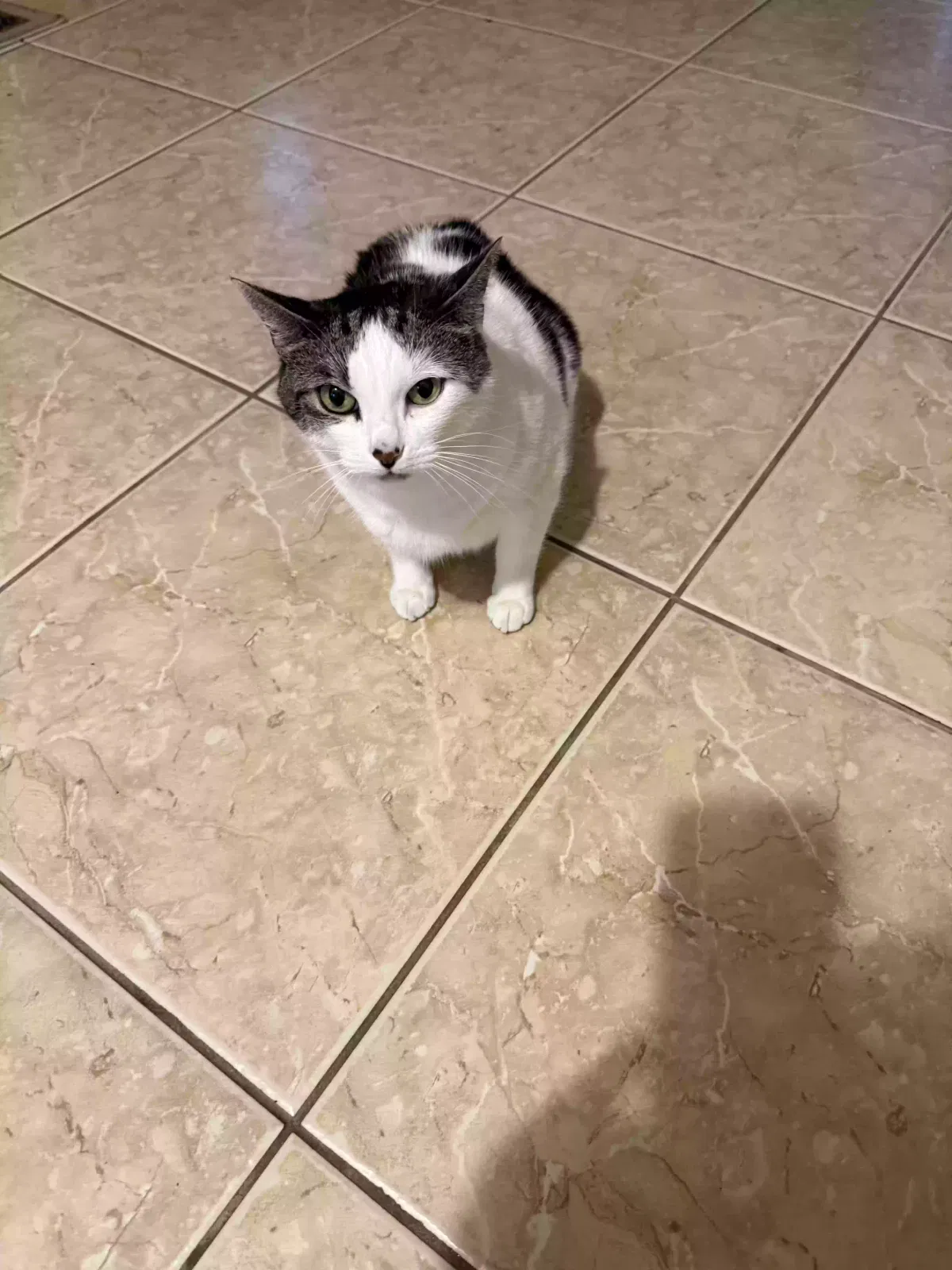Starry, American short hair Cat for adoption in Fort Lauderdale, FL, 33311