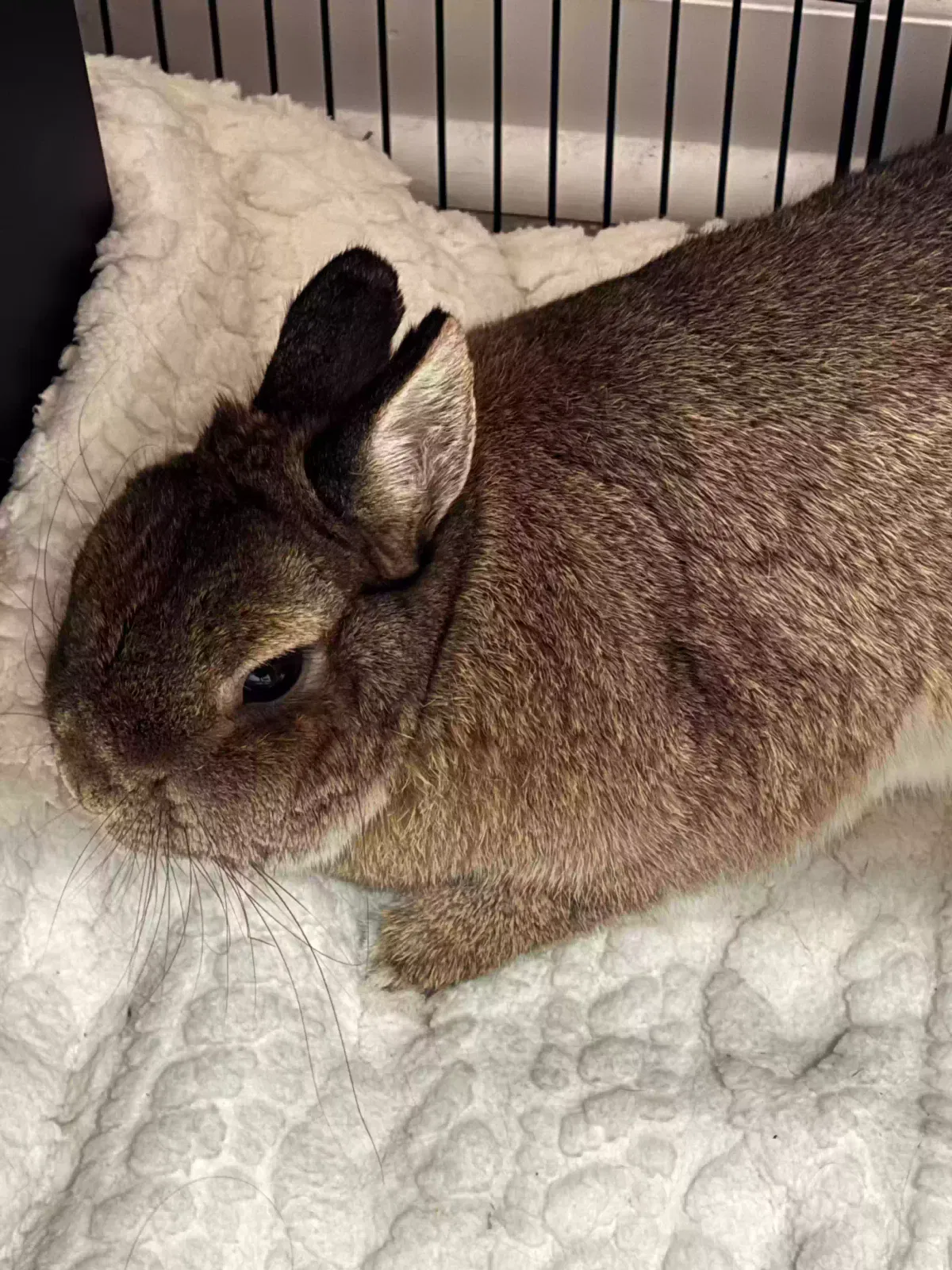 Basil, Netherlands Dwarf Pet for adoption in Burlington, NC, 27215