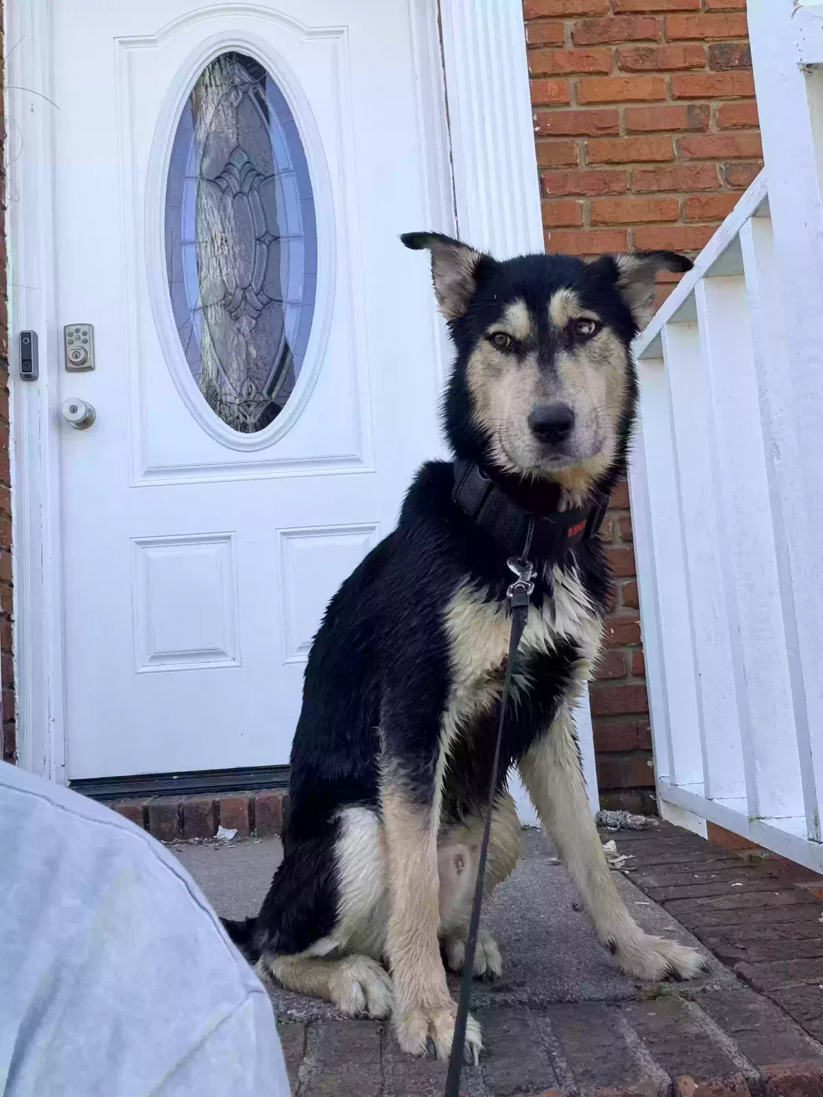 Percy, German shepherd Dog for adoption in Snellville, GA, 30039