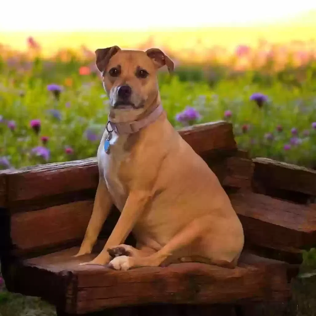 Daisy Mae, Staffordshire Terrier mix Dog for adoption in Moore Haven, FL, 33471