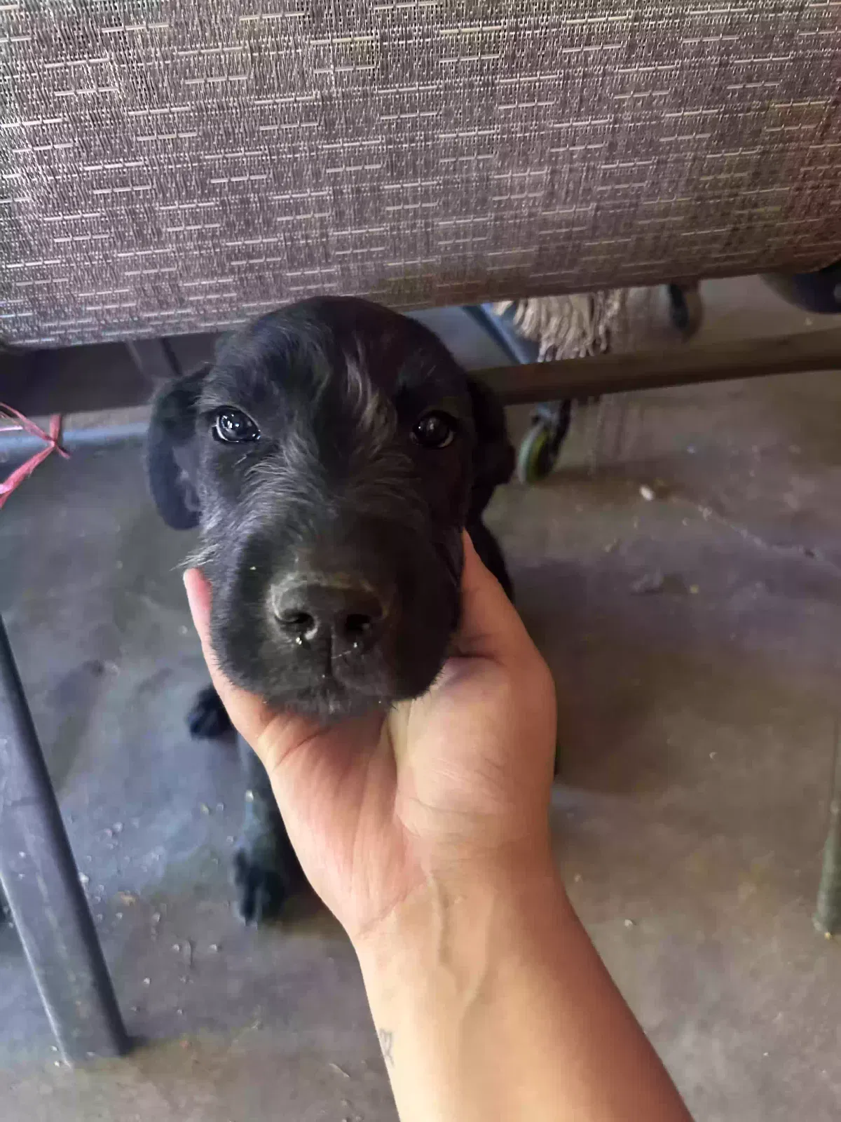 Chata, Unknown Dog for adoption in San Jose, CA, 95112