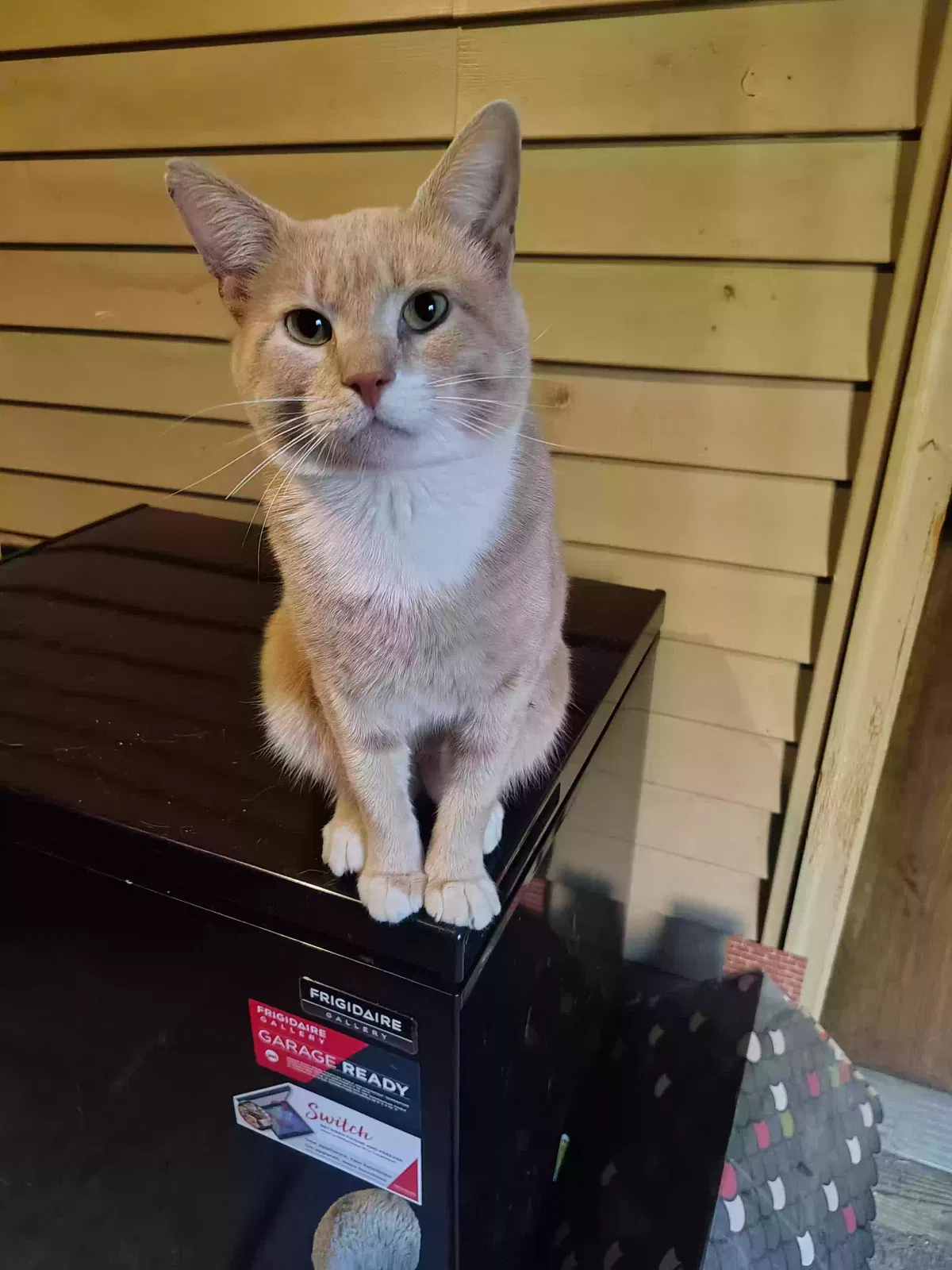 Cat, Unknown Cat for adoption in West Frankfort, IL, 62896