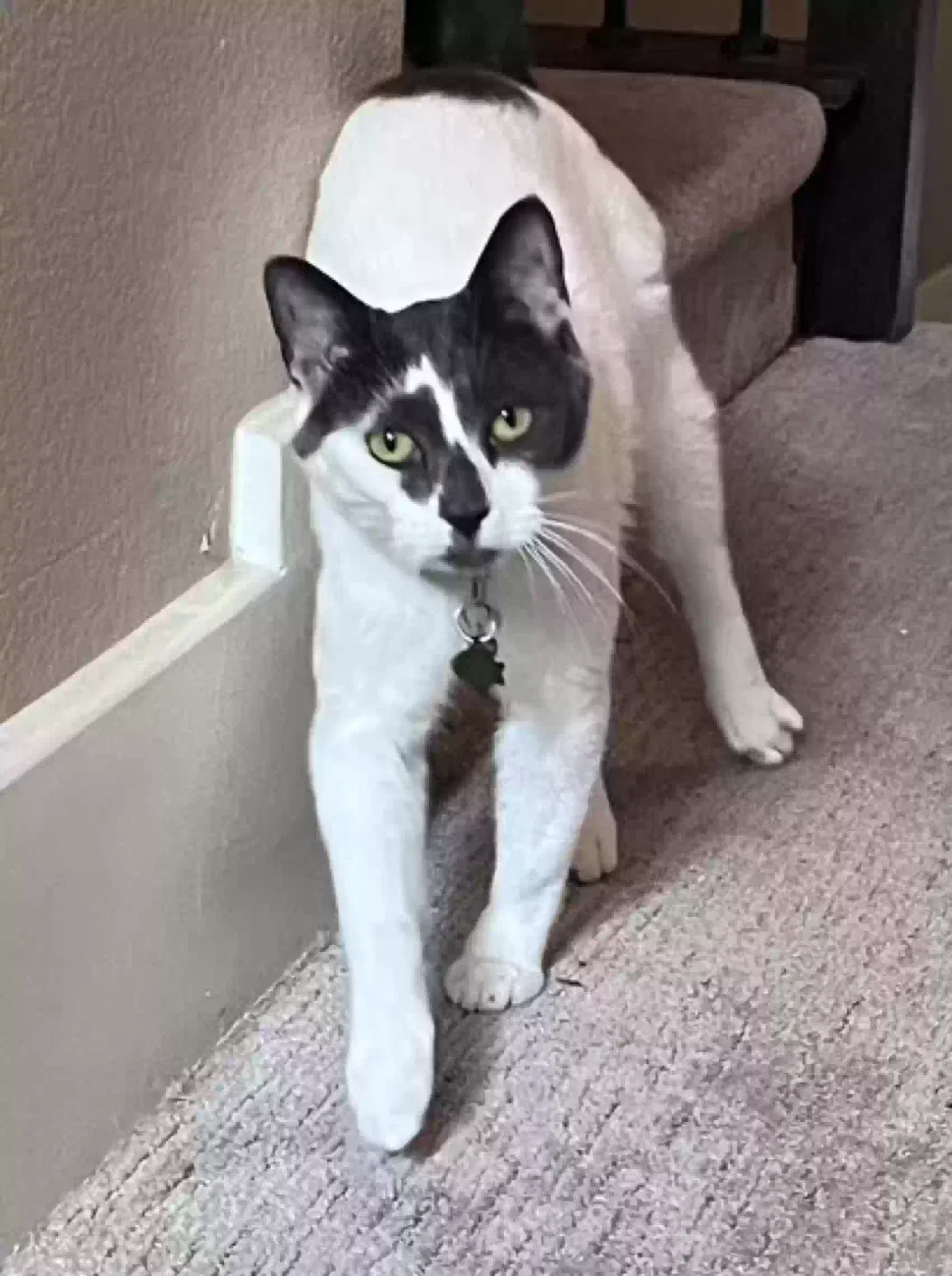 Tropic, Unknown Cat for adoption in The Colony, TX, 75056