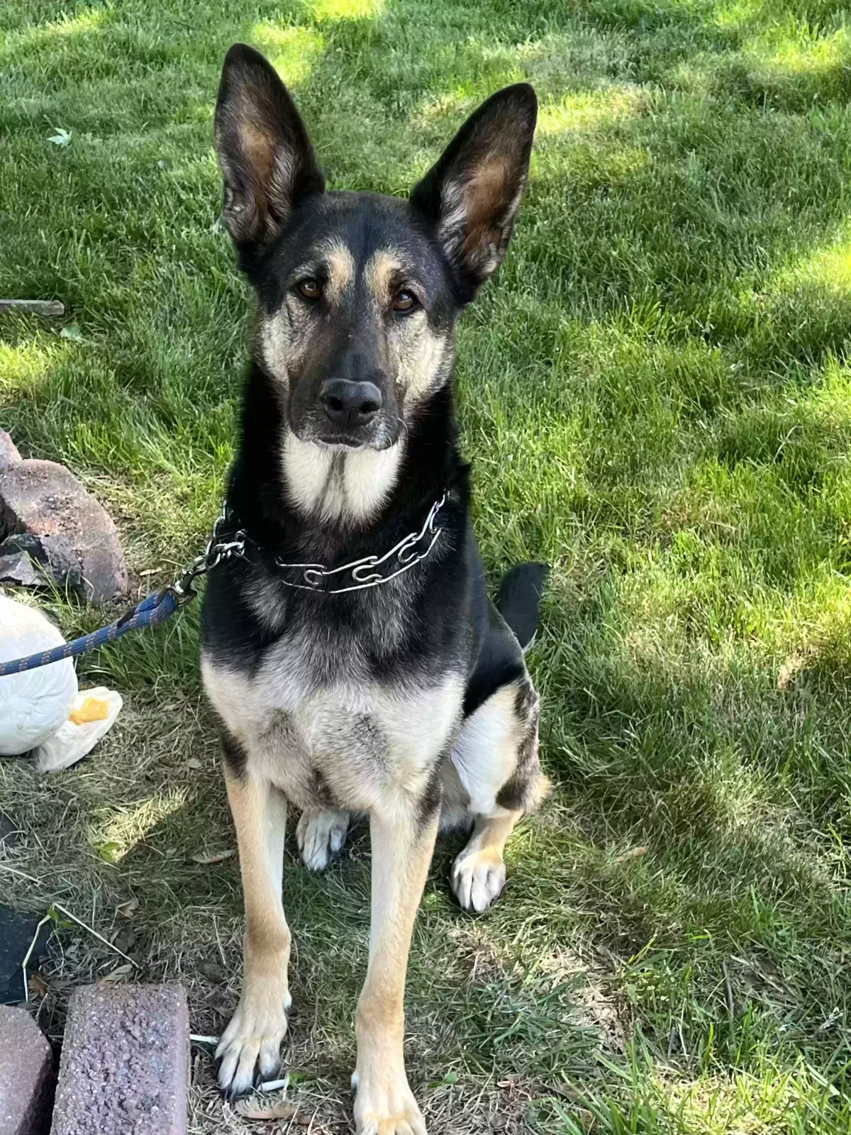 Juni, German shepherd Dog for adoption in Indianapolis, IN, 46224