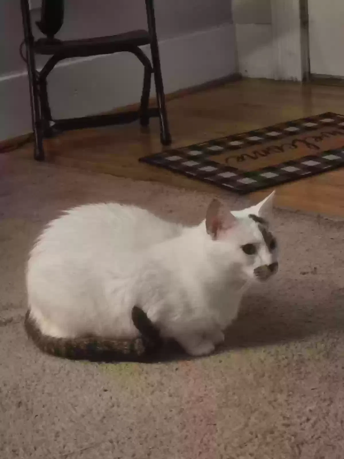 Frosty, Unknown Cat for adoption in Staunton, IL, 62088