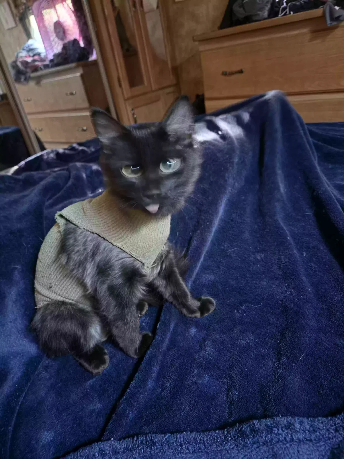 Cat, Medium hair Cat for adoption in Huntsville, AR, 72740