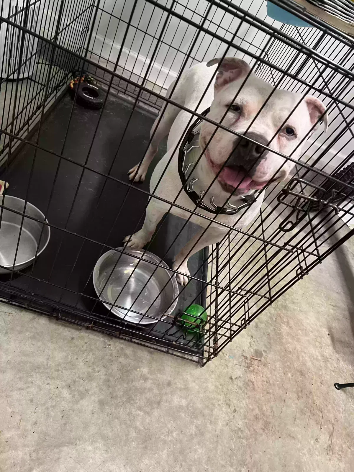 Casper, Pit bull Dog for adoption in Charlotte, NC, 28269