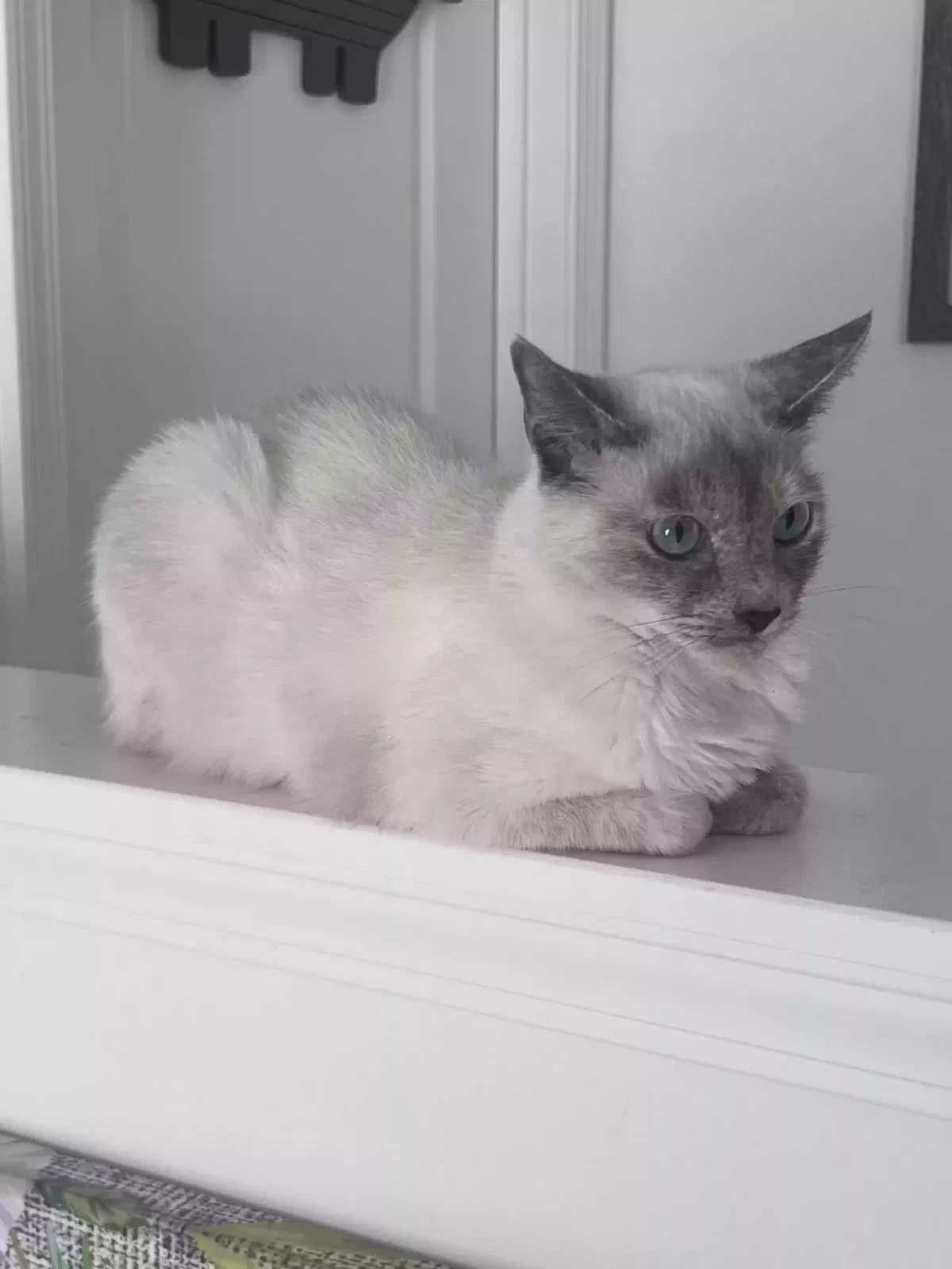 Nessie, Tri colored siamese Cat for adoption in Sims, NC, 27880