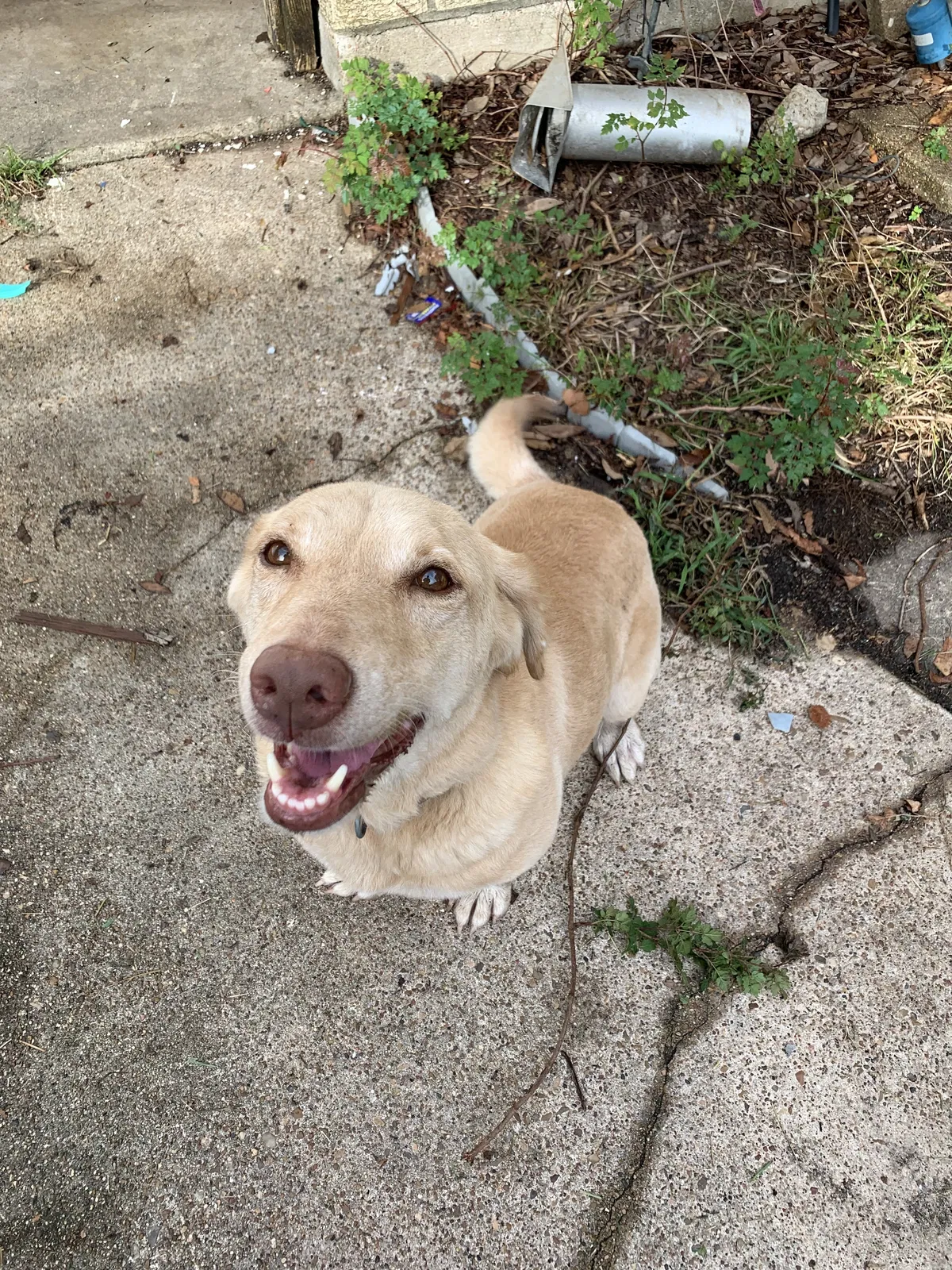 Suzy, Unknown Dog for adoption in Beaumont, TX, 77713