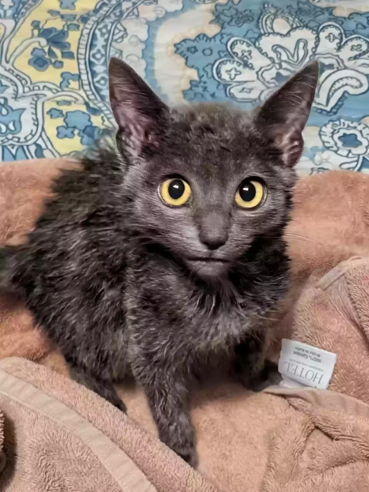 Cat, Unknown Cat for adoption in Avoca, MI, 48006