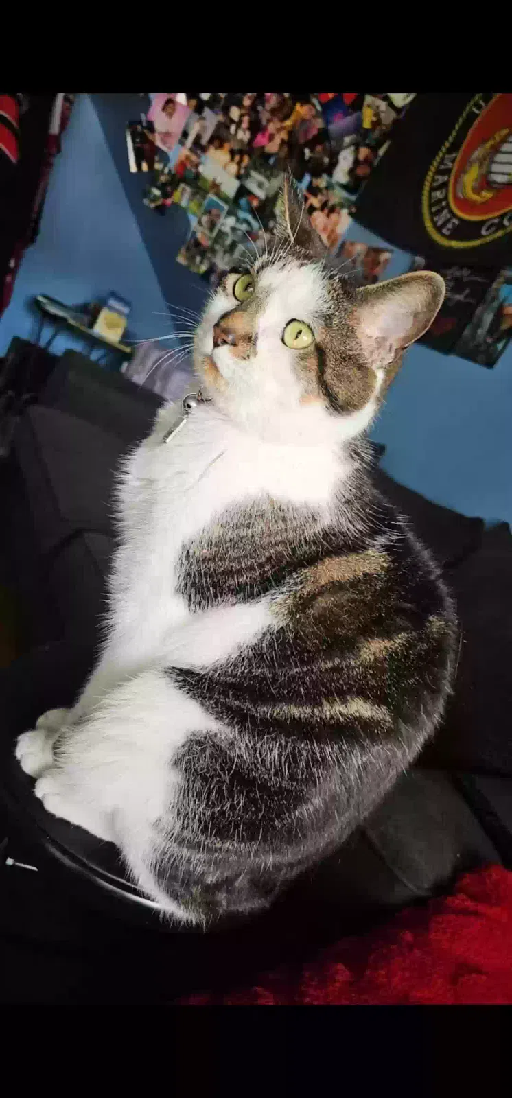 Tigger, Unknown Cat for adoption in La Salle, IL, 61301
