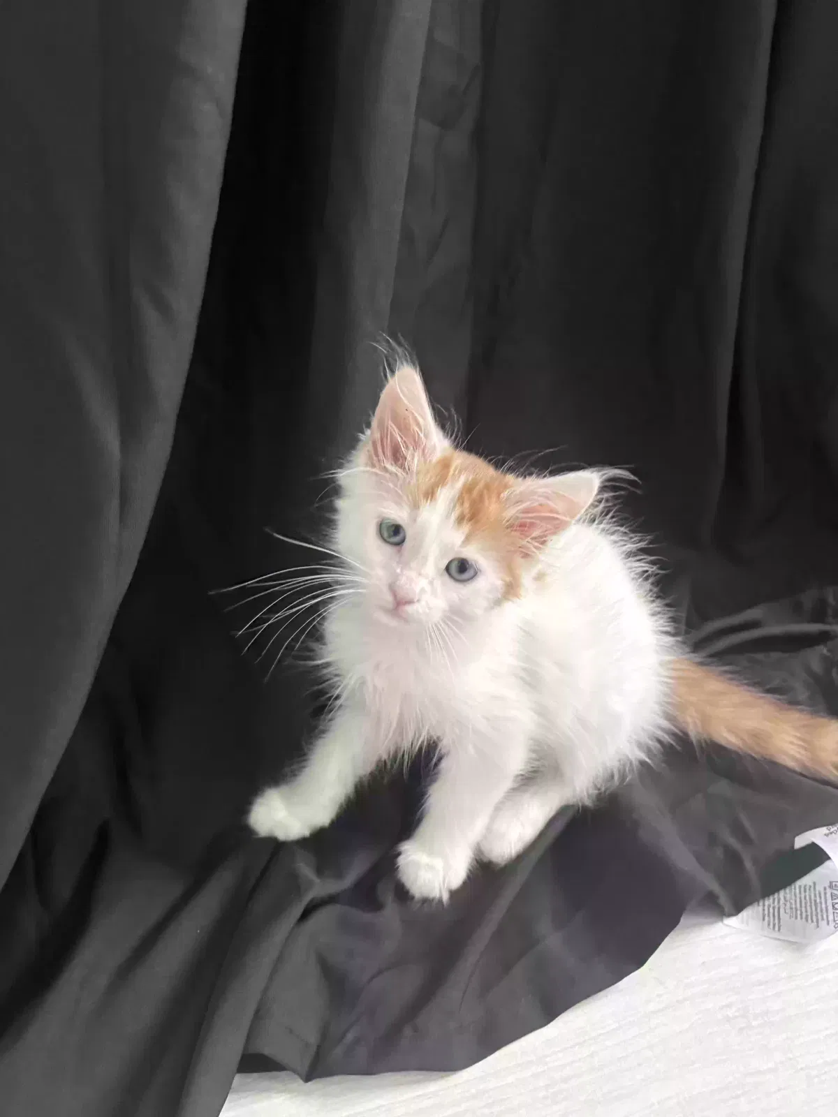 Loki, American Long Hair Cat for adoption in Garden Grove, CA, 92843