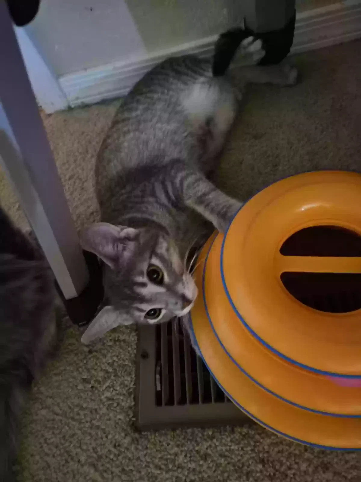 Emma Swan, American Short hair Cat for adoption in Tonopah, AZ, 85354