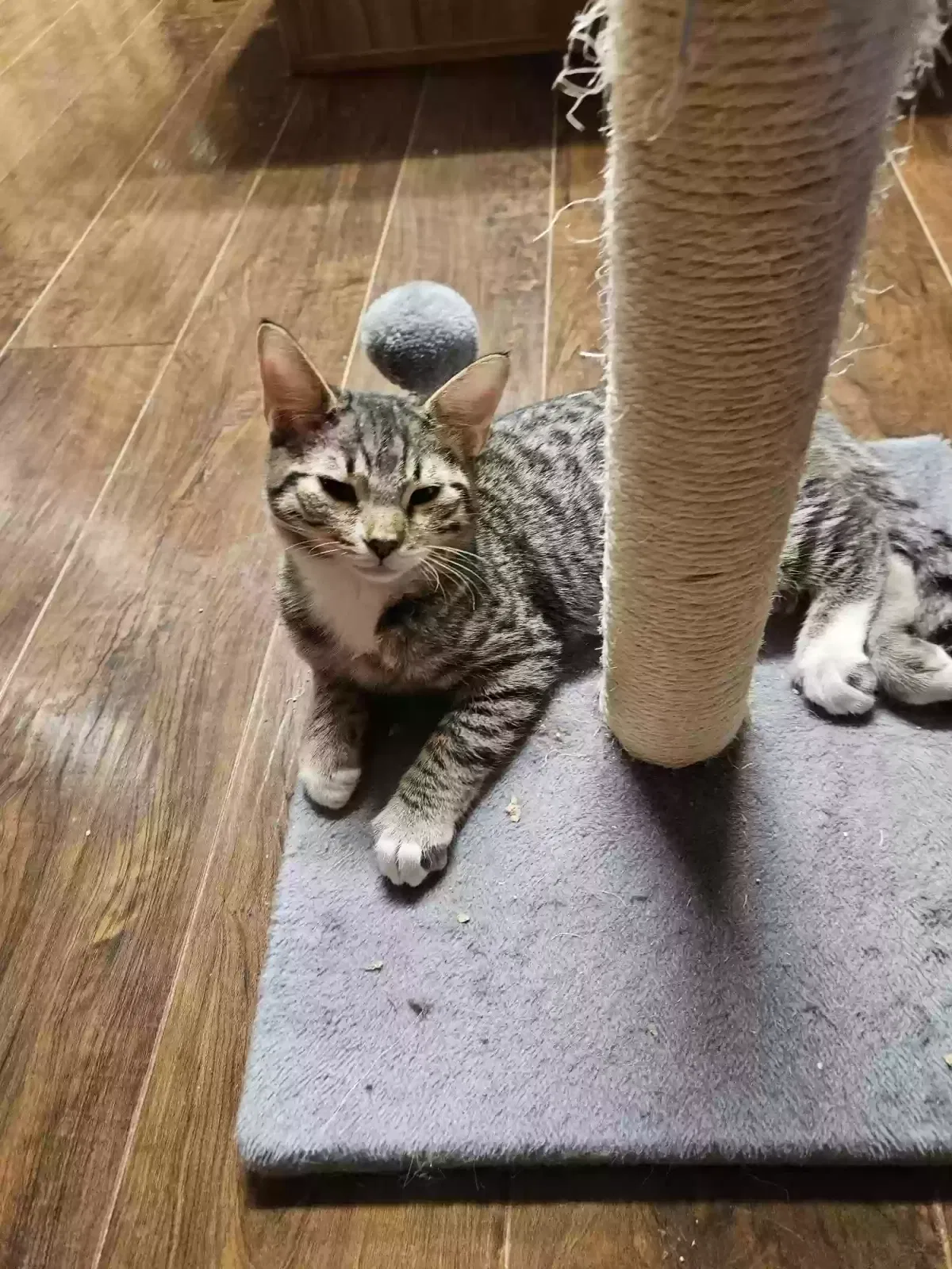 Charlie, Domestic short hair Cat for adoption in Tonopah, AZ, 85354