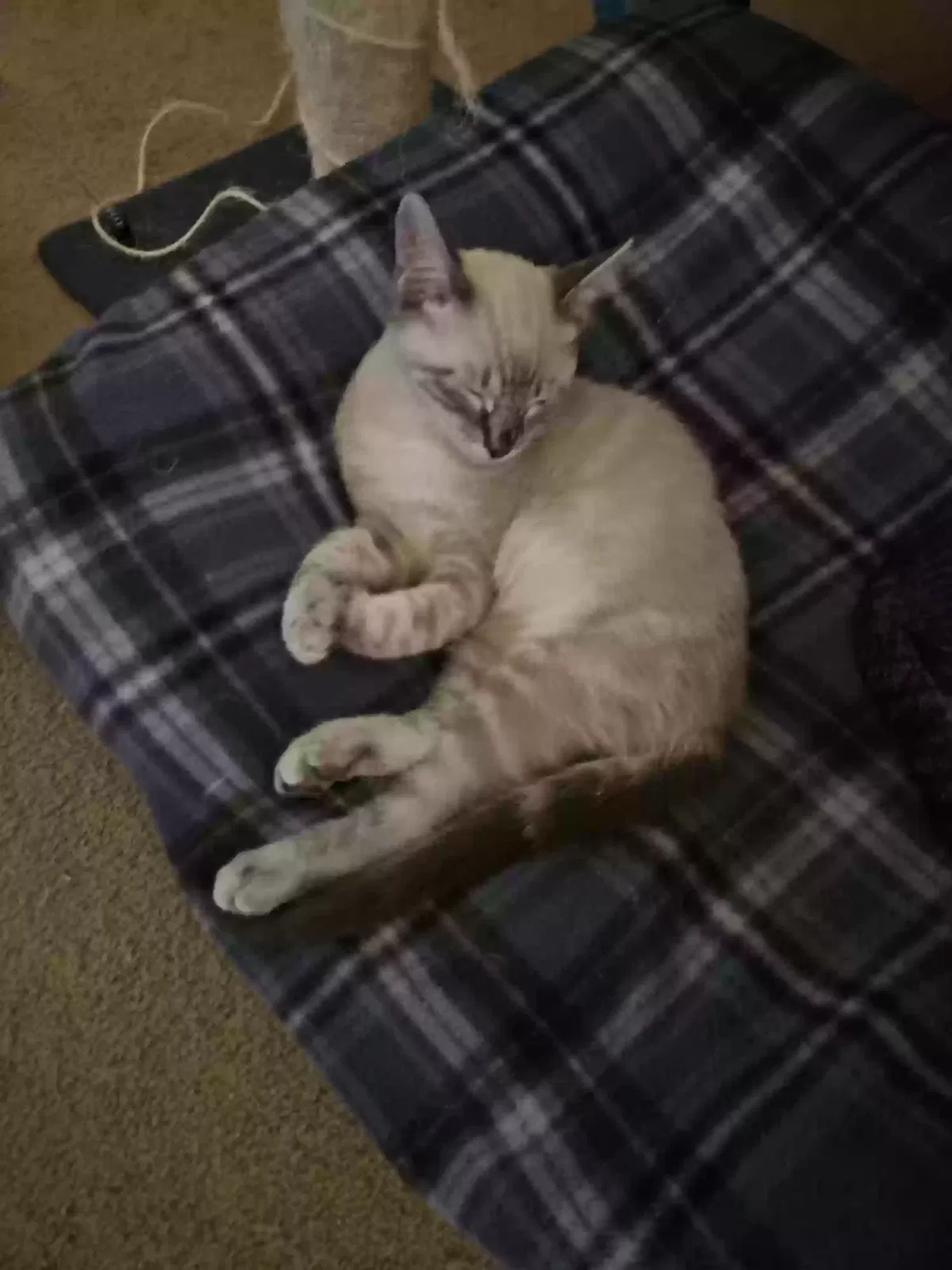 Jack, Domestic short hair Cat for adoption in Tonopah, AZ, 85354