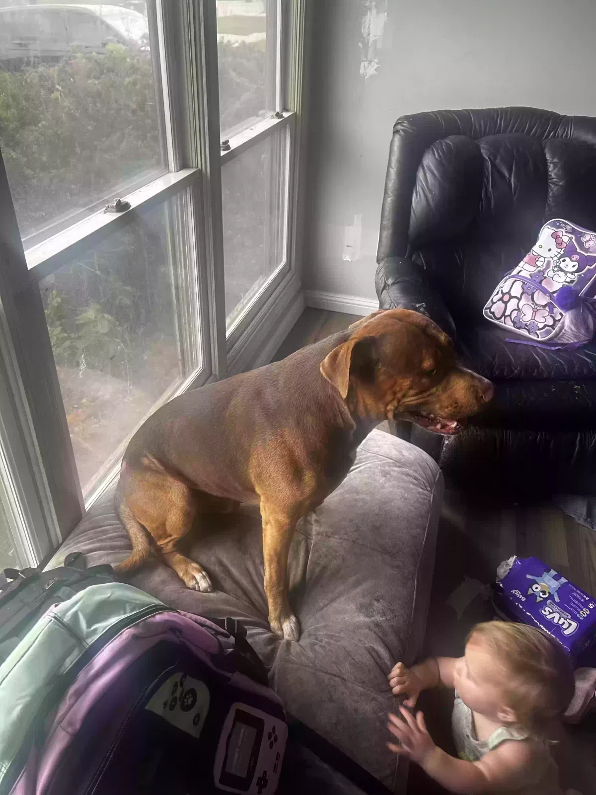 Rocco, Pit Dog for adoption in Inkster, MI, 48141