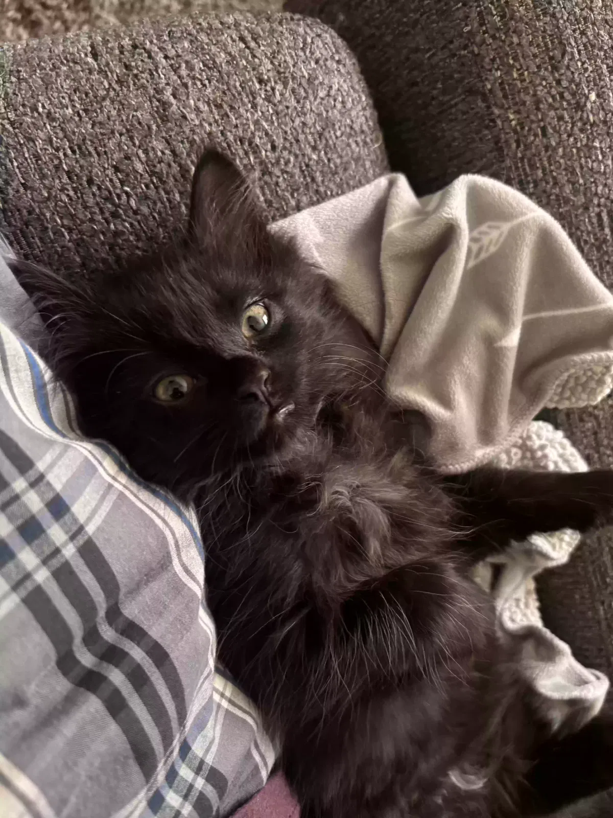 Cat, Unknown Cat for adoption in Topeka, KS, 66607