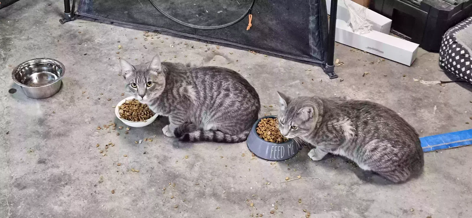 Mozart and Beethoven (bonded pair), Tabby Cat for adoption in Pulaski, TN, 38478