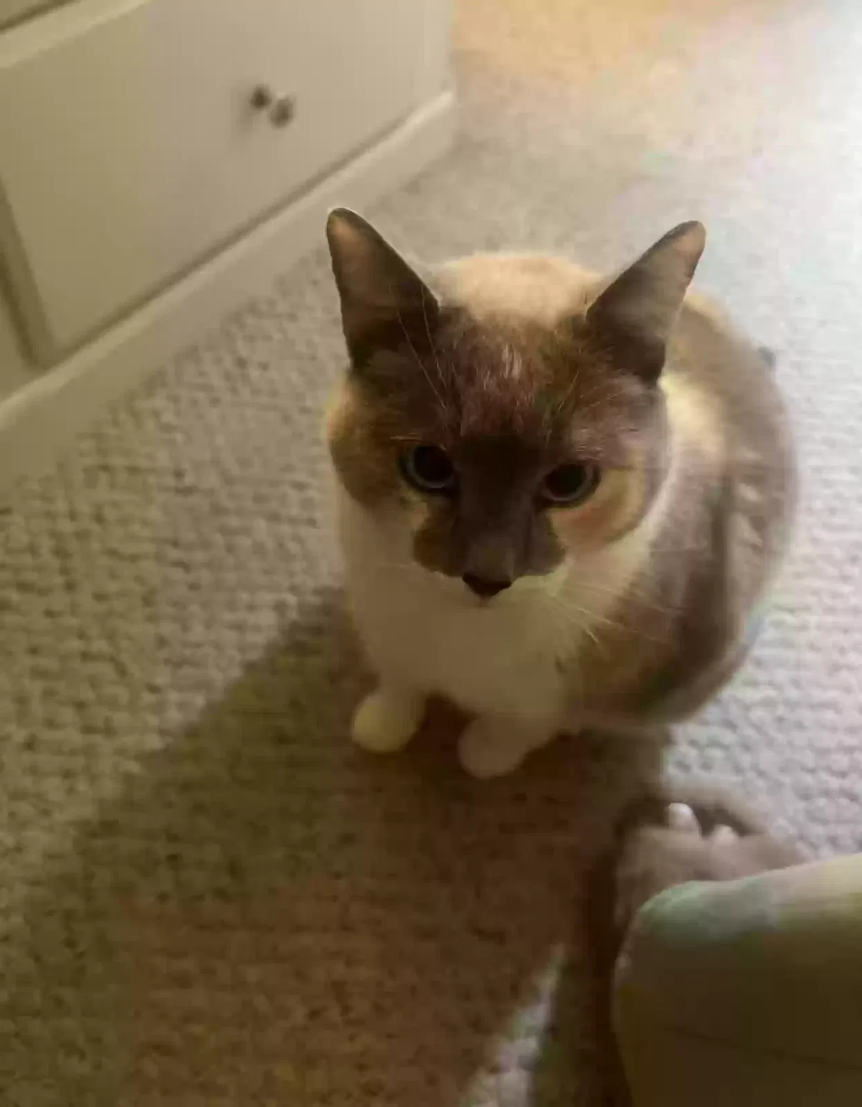 maui, Unknown Cat for adoption in Norfolk, MA, 2056