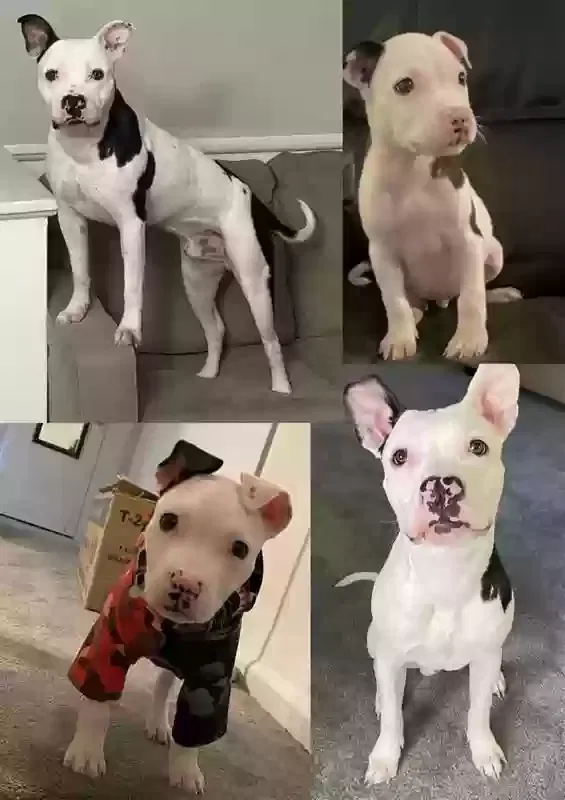 KO, Pitbull Dog for adoption in Flushing, NY, 11367